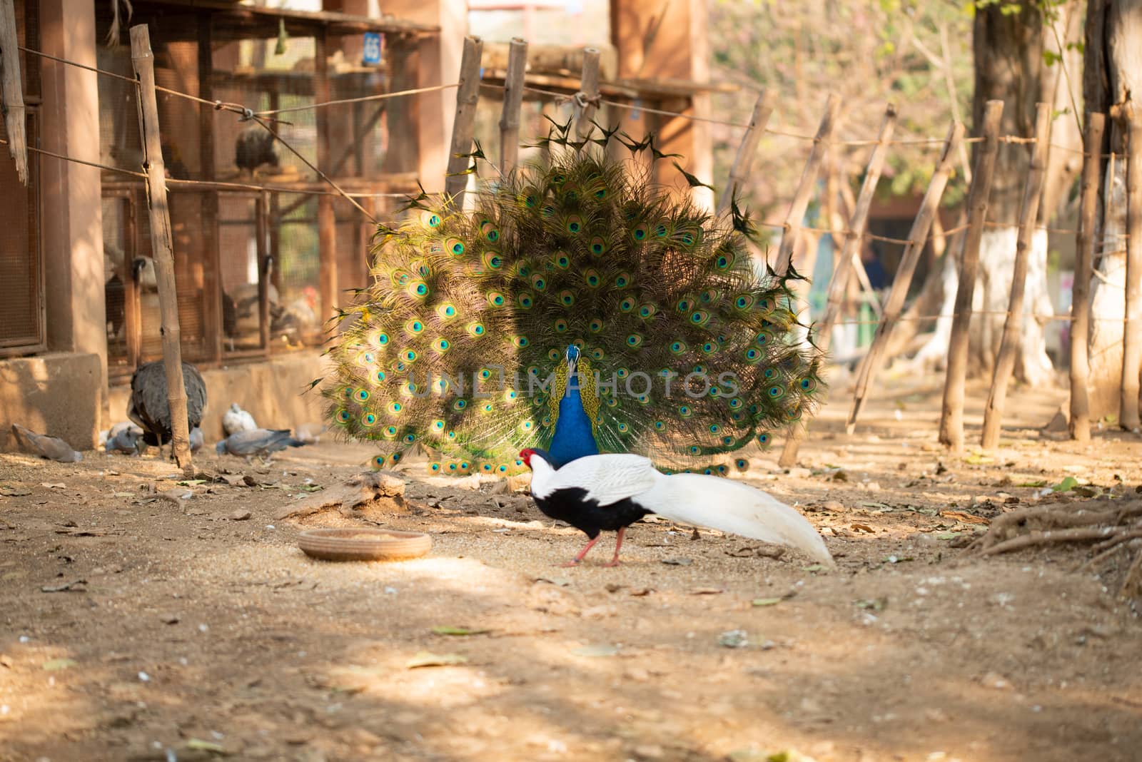 Beautiful peacock. Peacock showing its tail, Peacock with spread wings in profile.