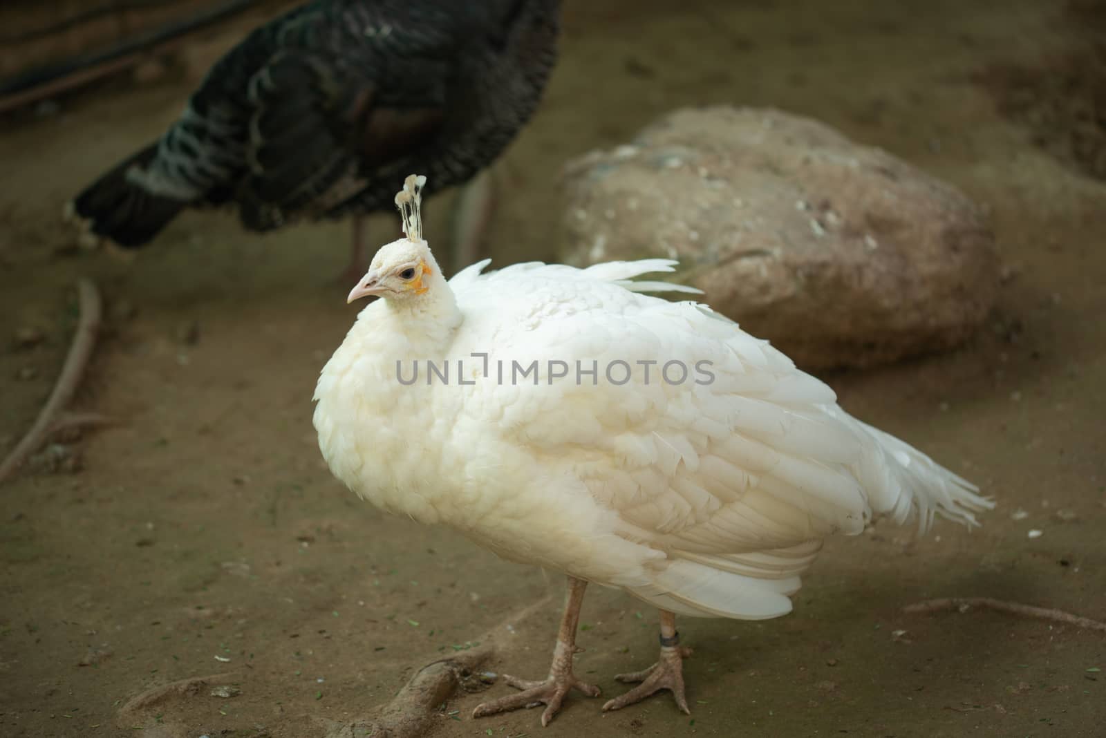 Beautiful White peacock walking and posing for tourists.