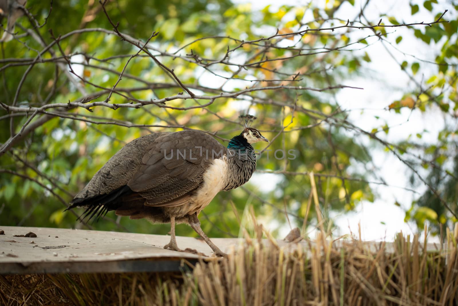 Beautiful peacock. Peacock showing its tail, Peacock with spread wings in profile. by shaadjutt36