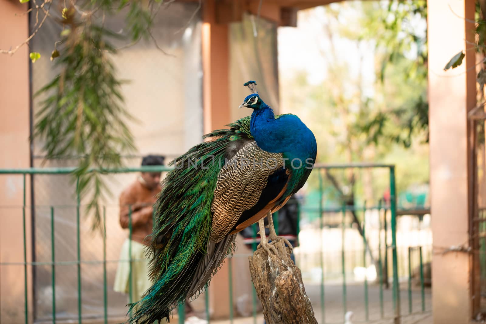 Beautiful peacock. Peacock showing its tail, Peacock with spread wings in profile. by shaadjutt36