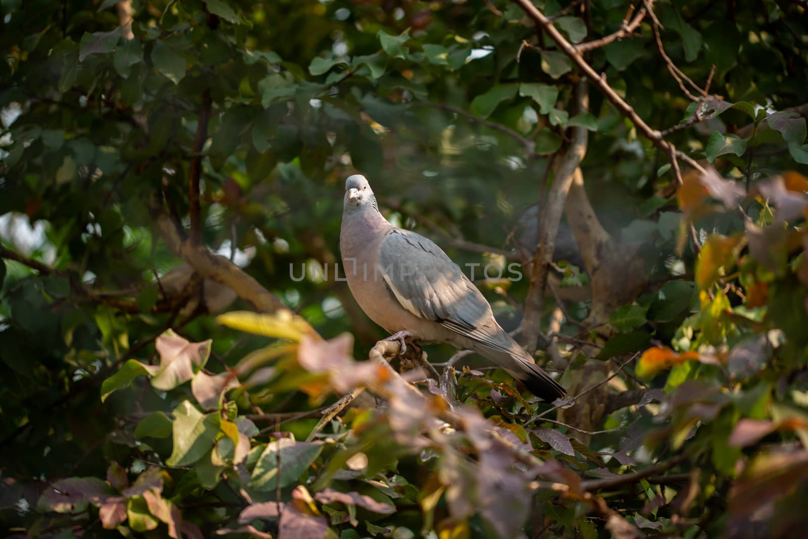 Wild Dove bird sat in a tree in the winter morning. by shaadjutt36