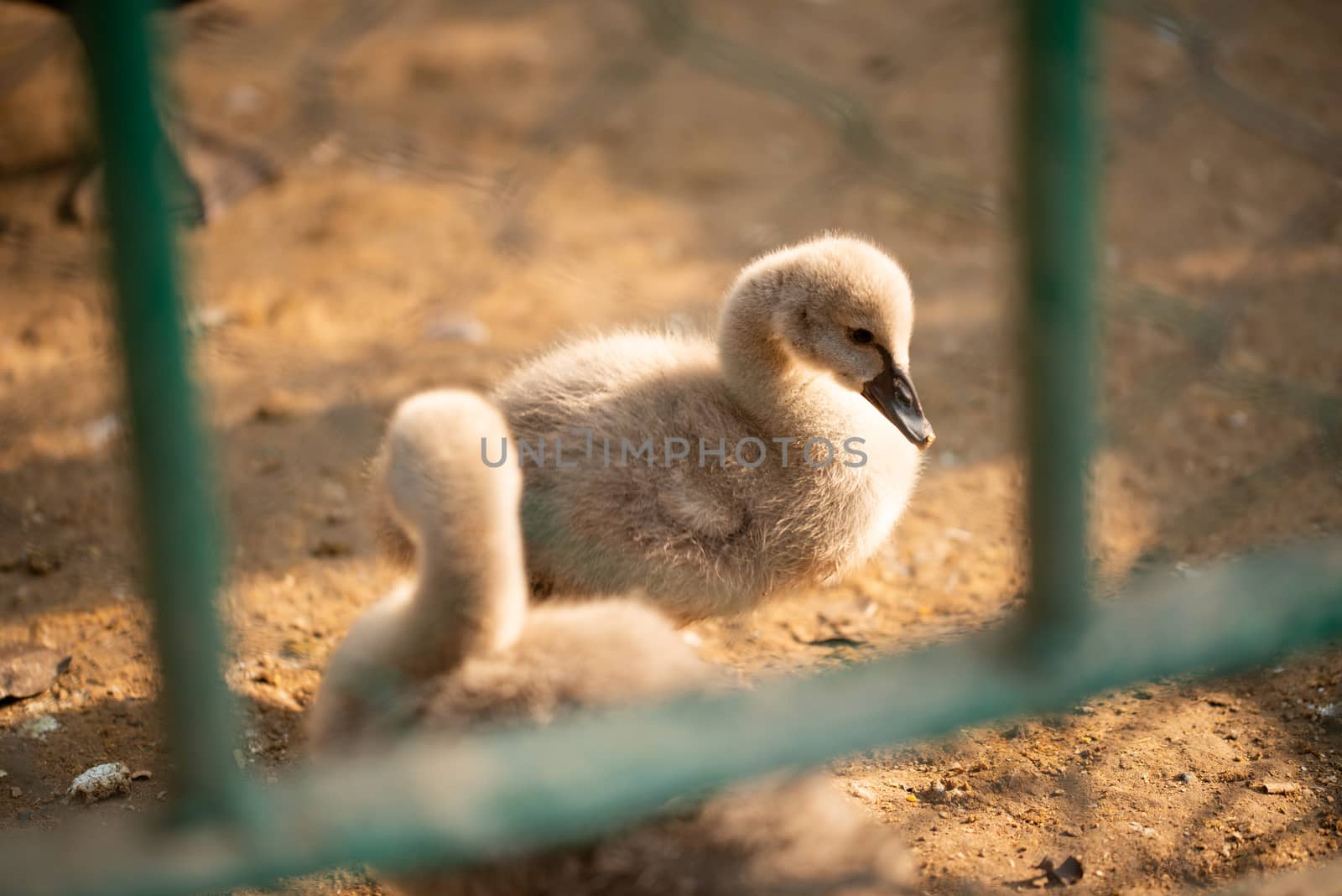 Baby ducks taking sunbath in a zoo park by shaadjutt36