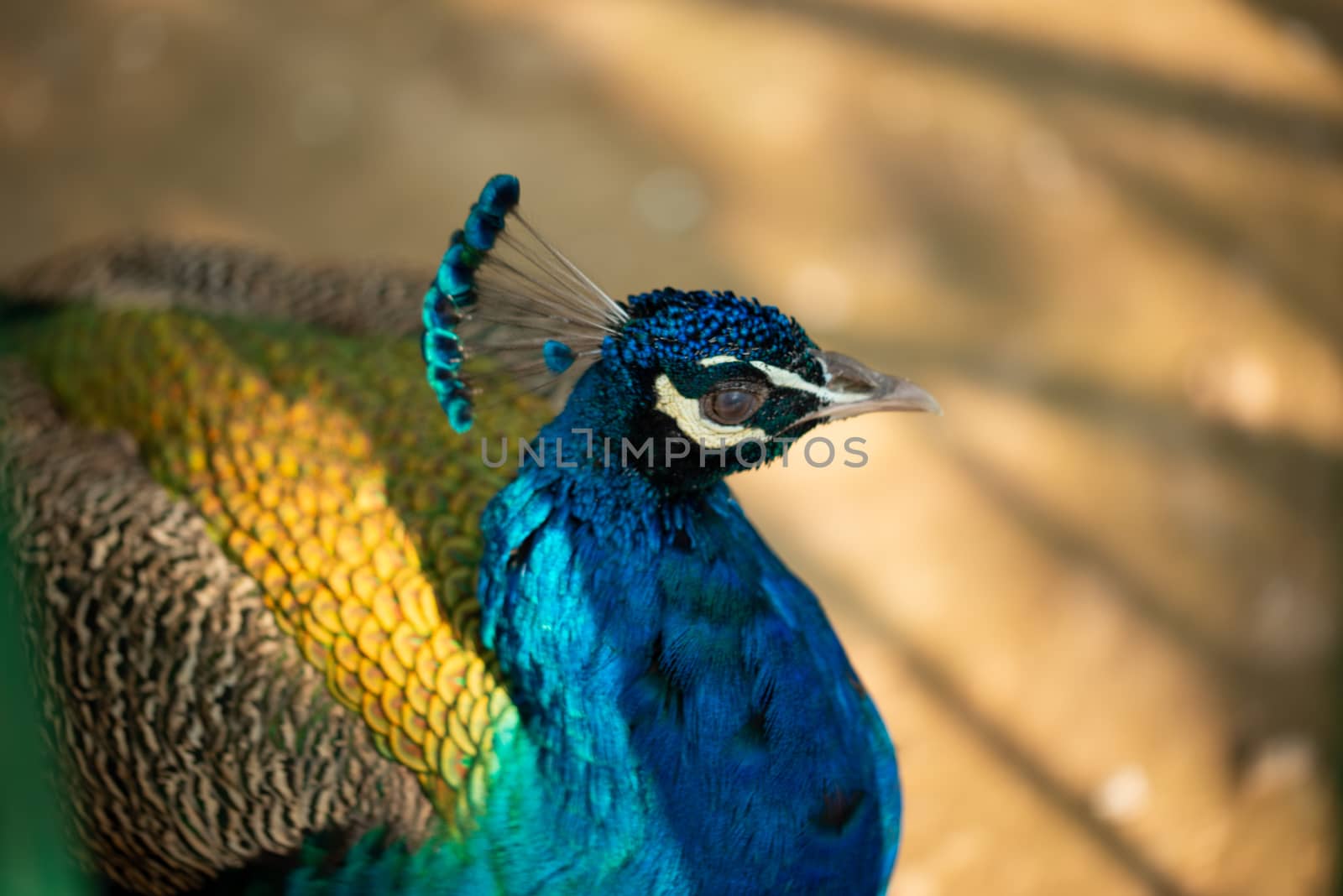 Peacock sitting and posing for tourists. by shaadjutt36