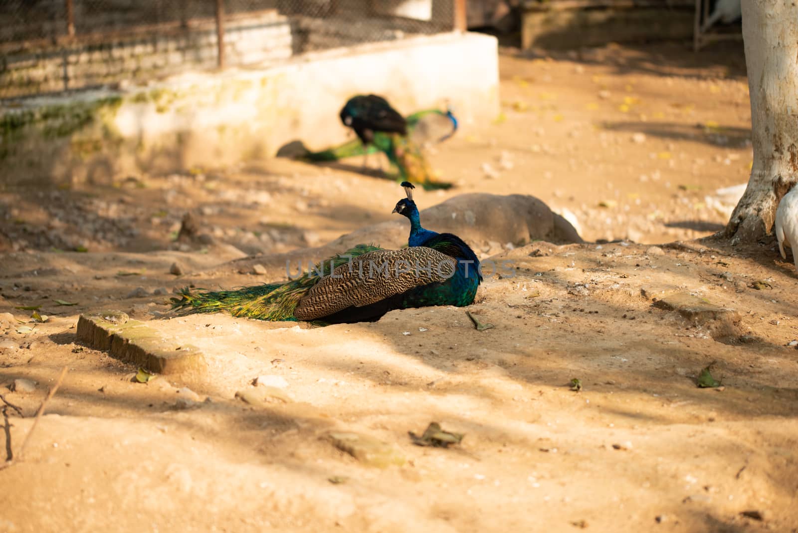 Beautiful peacock. Peacock showing its tail, Peacock with spread wings in profile. by shaadjutt36