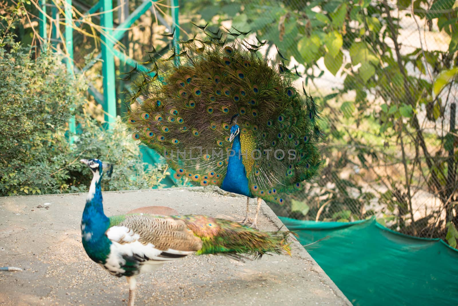 Beautiful peacock. Peacock showing its tail, Peacock with spread wings in profile. by shaadjutt36