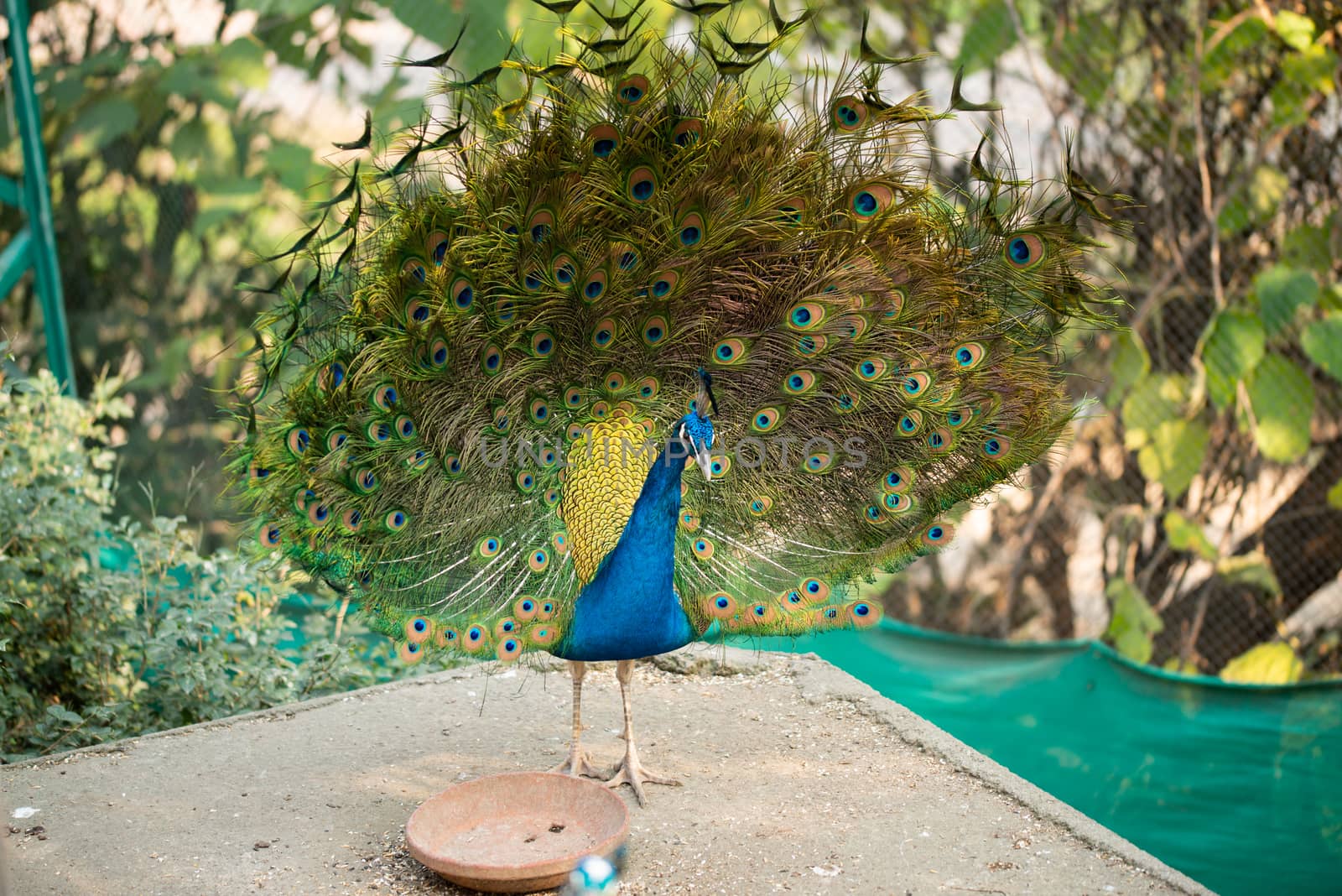 Beautiful peacock. Peacock showing its tail, Peacock with spread wings in profile. by shaadjutt36