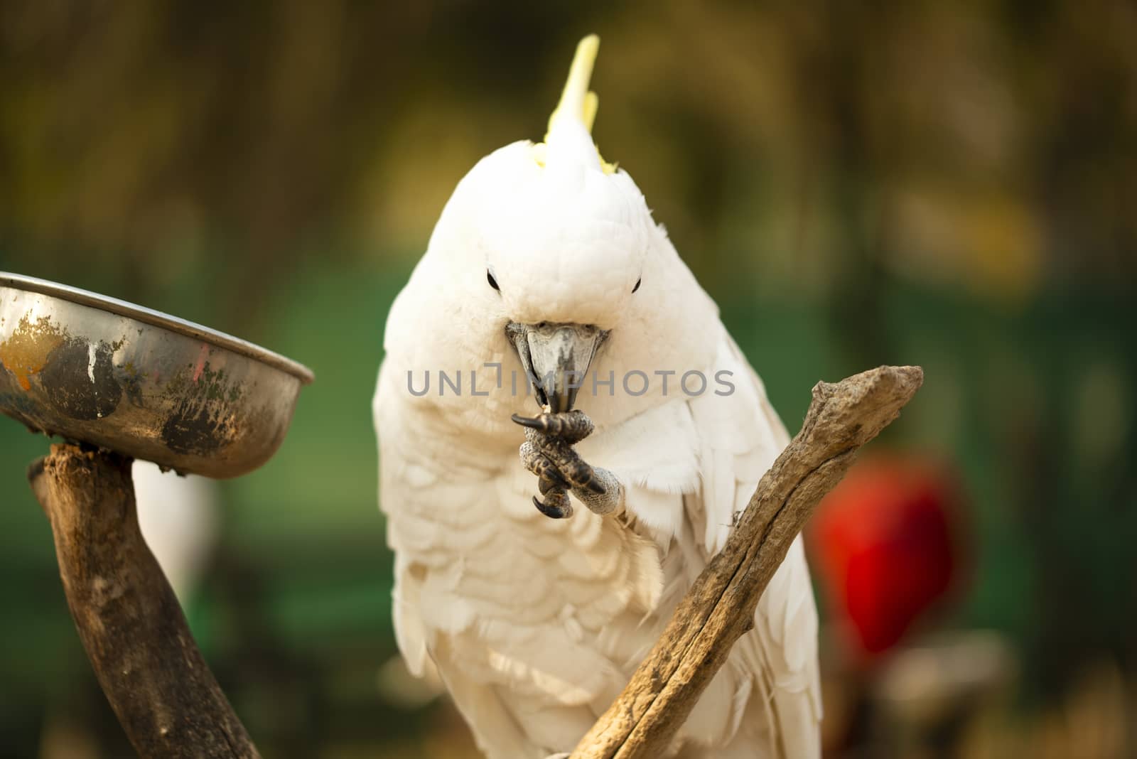 Yellow Crested Cockatoo parrot holding and eating a nut by shaadjutt36