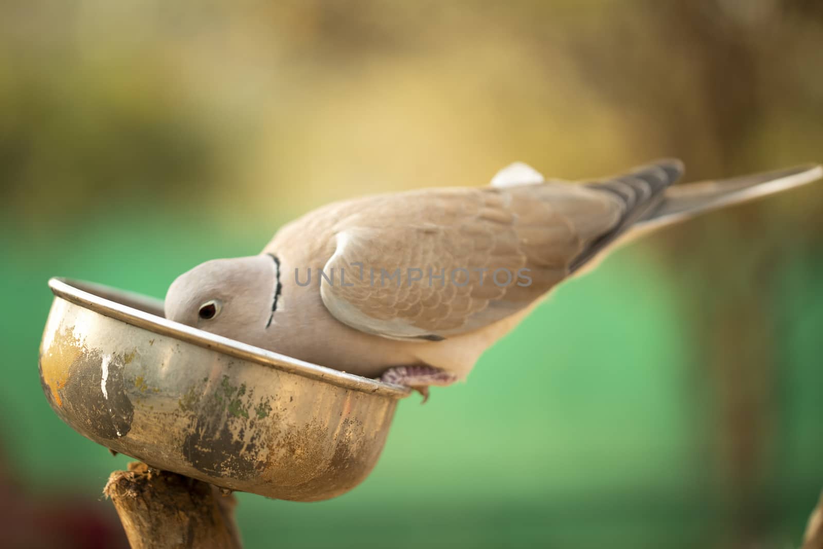 The dove sitting on a bowl and eating nuts in zoo by shaadjutt36