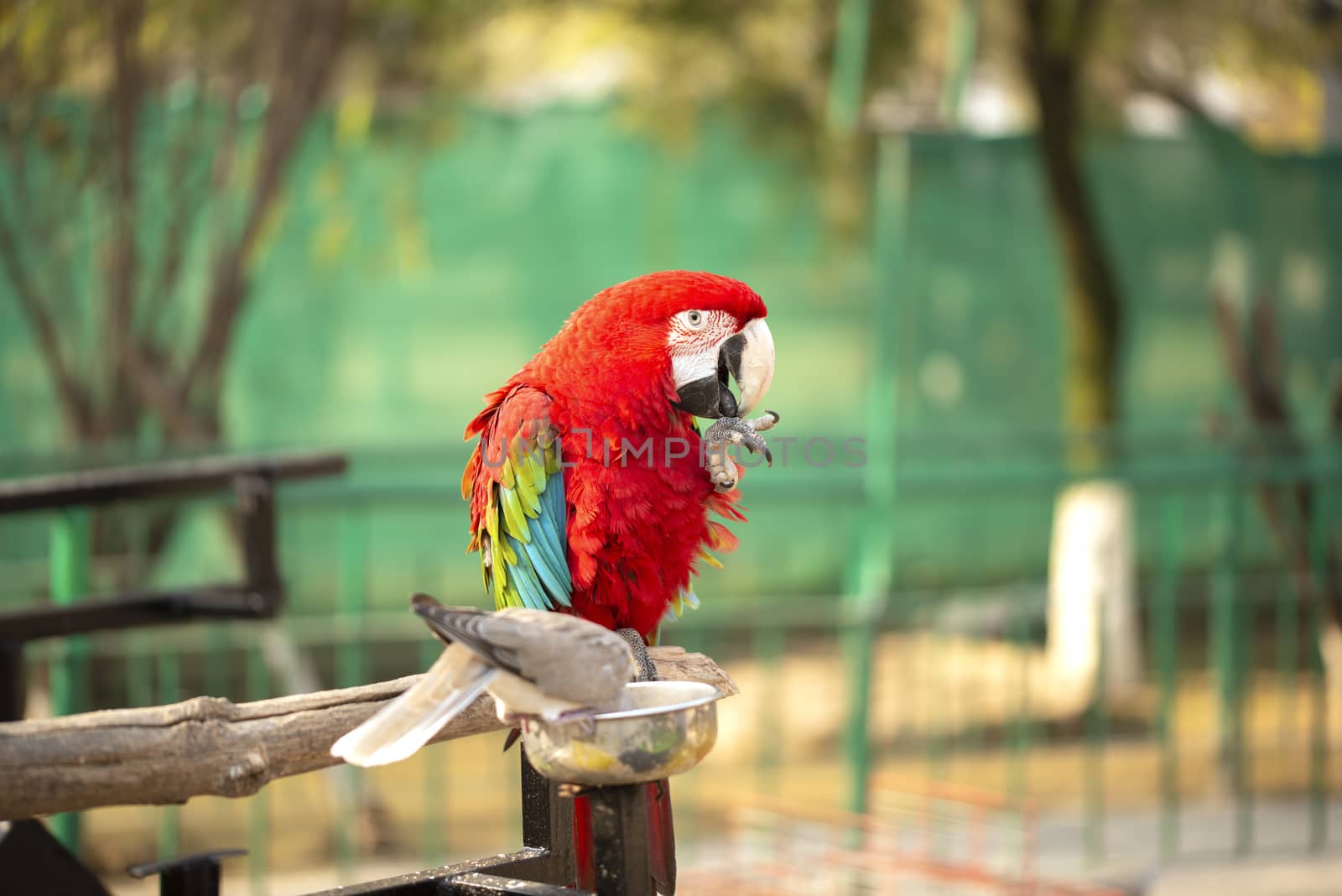 Portrait of colorful Scarlet Macaw parrot with dove in zoo eating nuts by shaadjutt36