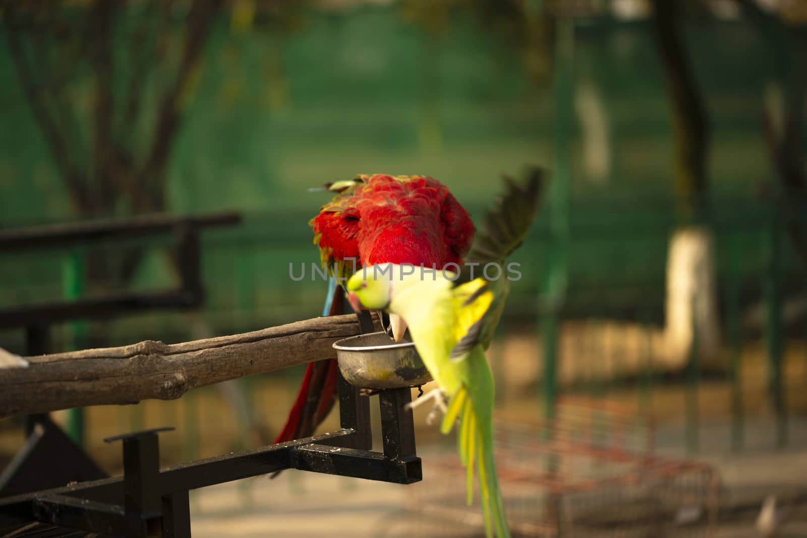 Portrait of colorful Scarlet Macaw parrot with green parrot in zoo eating nuts by shaadjutt36