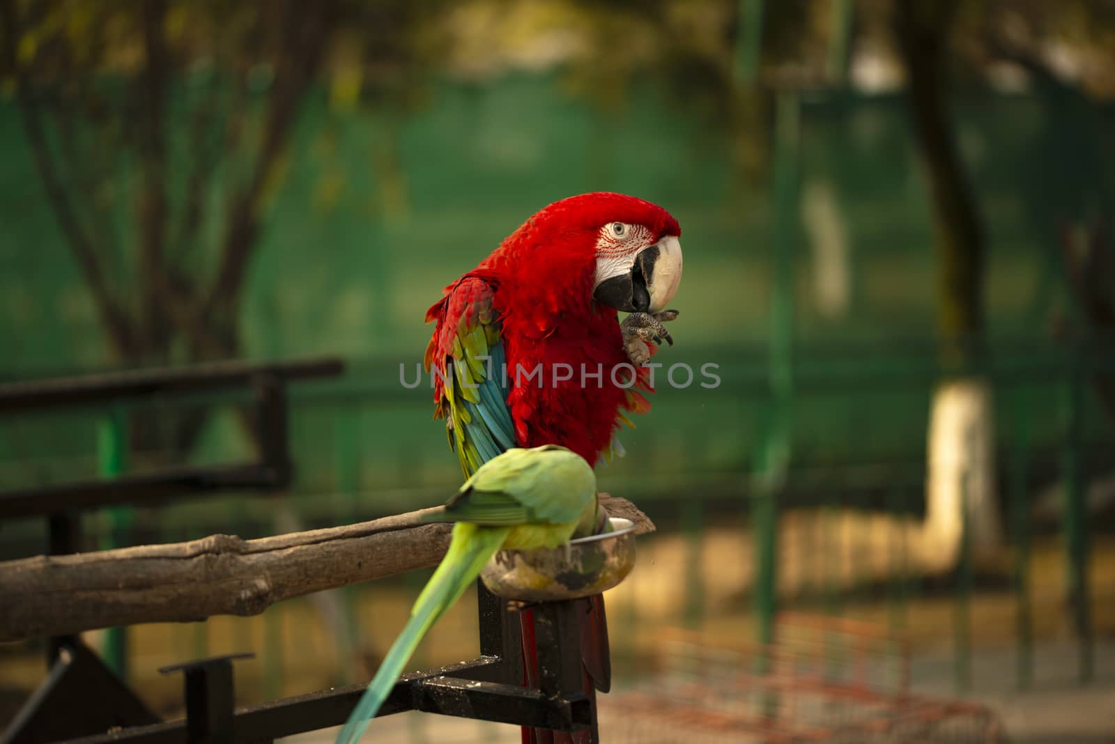 Portrait of colorful Scarlet Macaw parrot with green parrot in zoo eating nuts by shaadjutt36