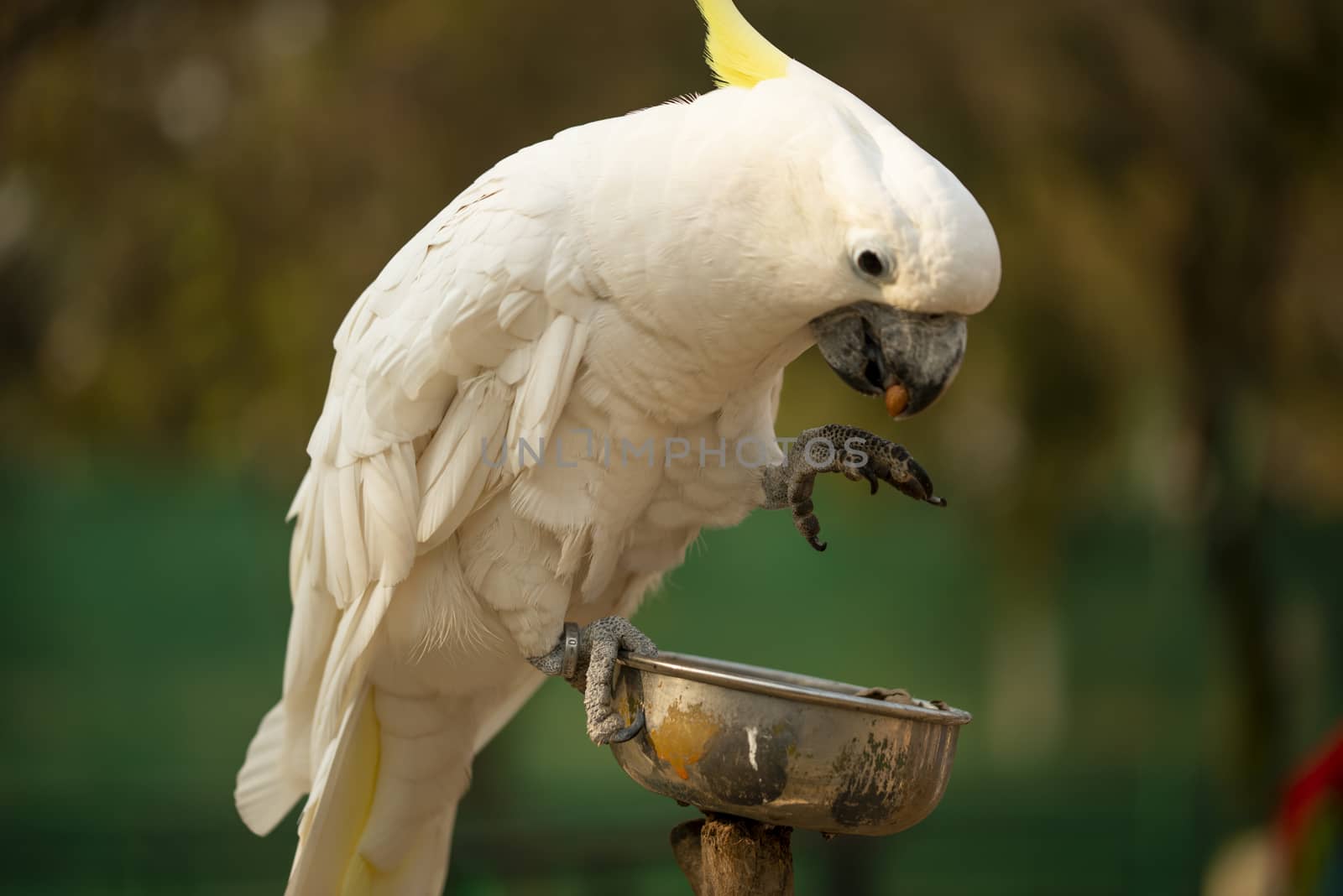 Yellow Crested Cockatoo parrot holding and eating a nut