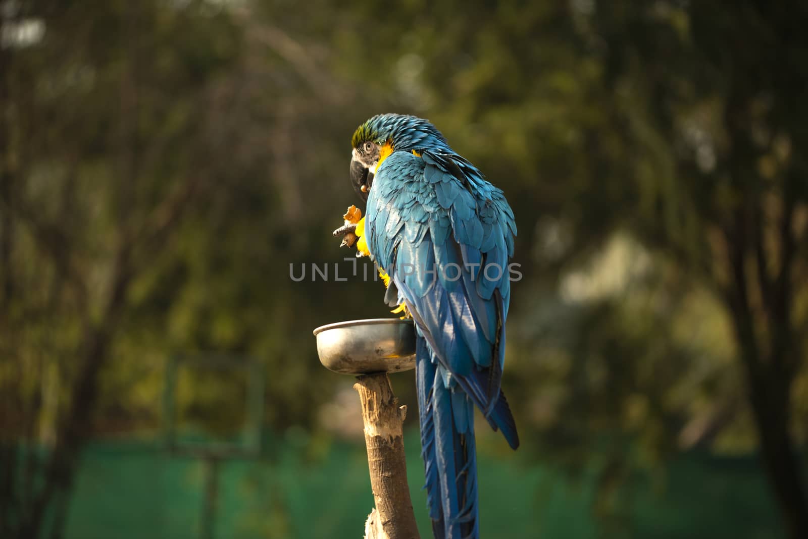 The blue and yellow macaw, Blue and gold macaw eating nut in zoo, It is a member of the large group of neotropical parrots by shaadjutt36