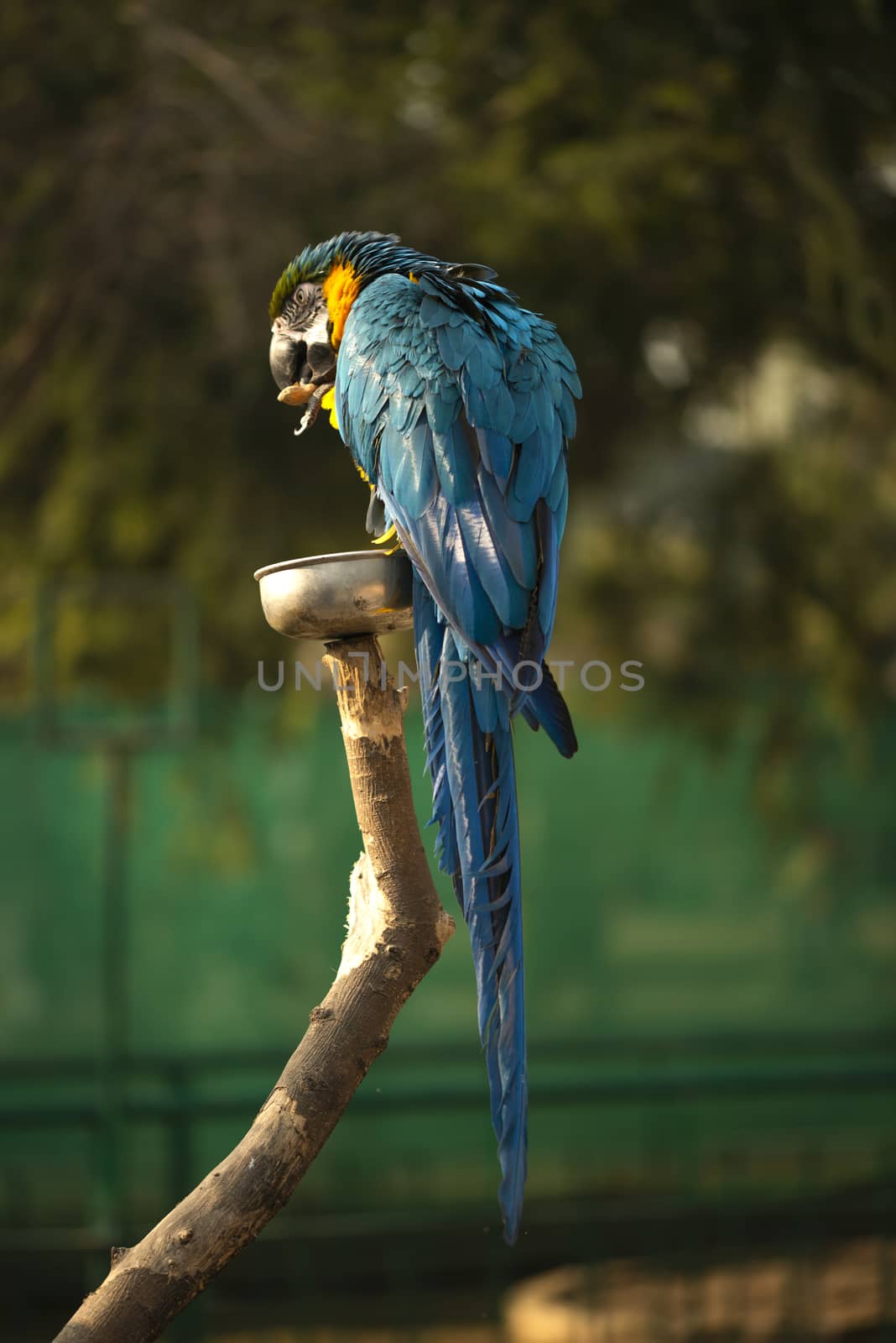 The blue and yellow macaw, Blue and gold macaw eating nut in zoo, It is a member of the large group of neotropical parrots