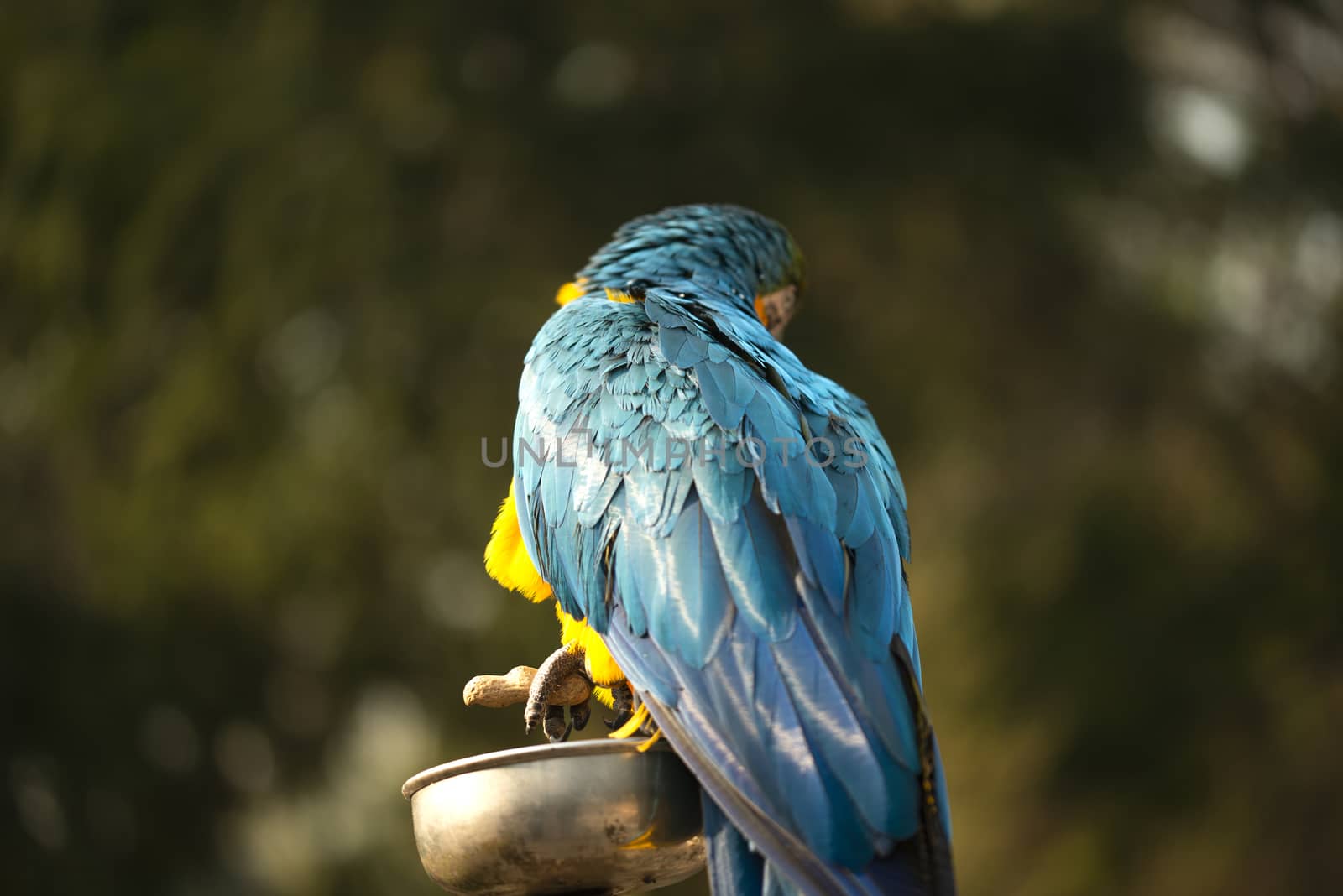 The blue and yellow macaw, Blue and gold macaw eating nut in zoo, It is a member of the large group of neotropical parrots