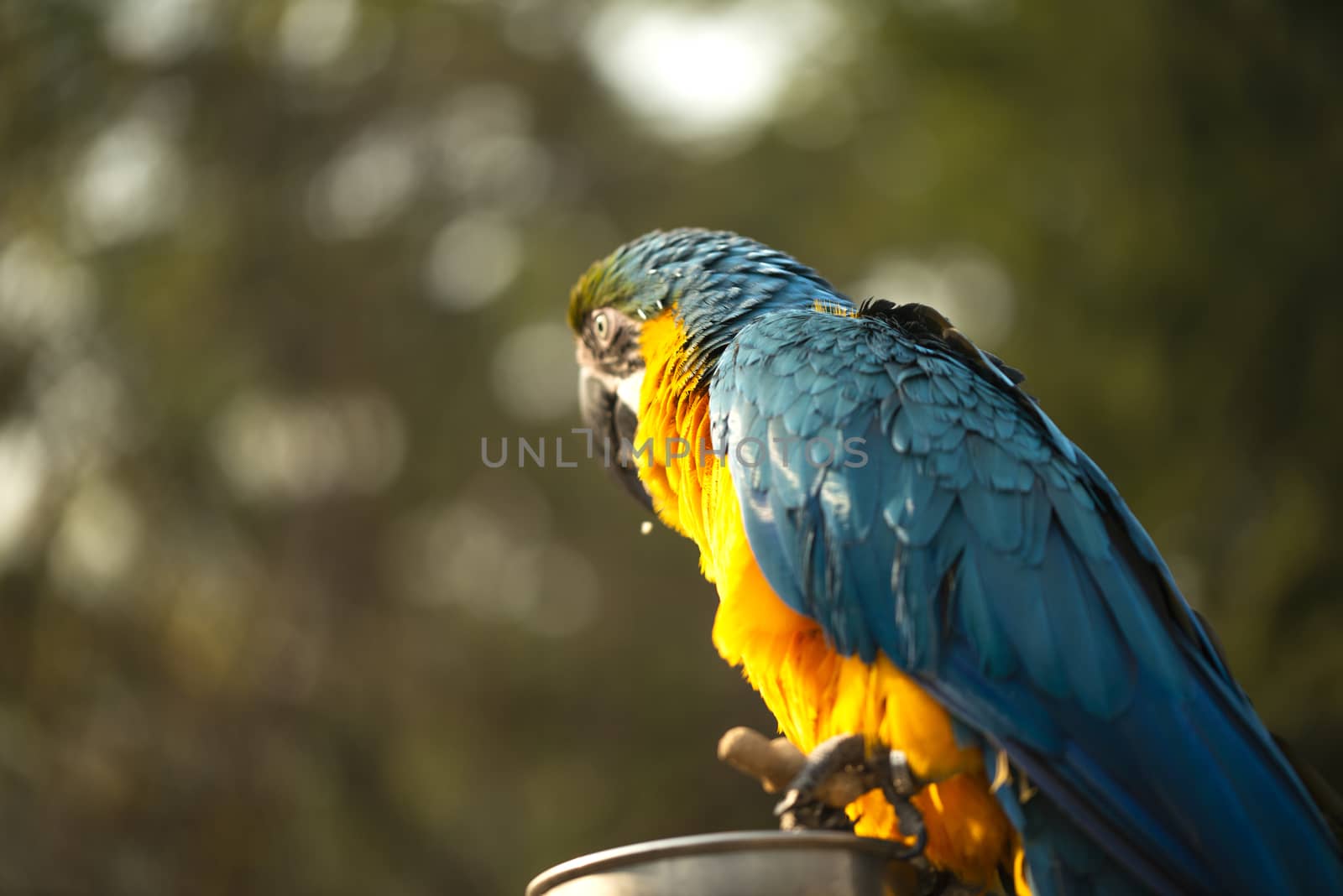 The blue and yellow macaw, Blue and gold macaw eating nut in zoo, It is a member of the large group of neotropical parrots by shaadjutt36