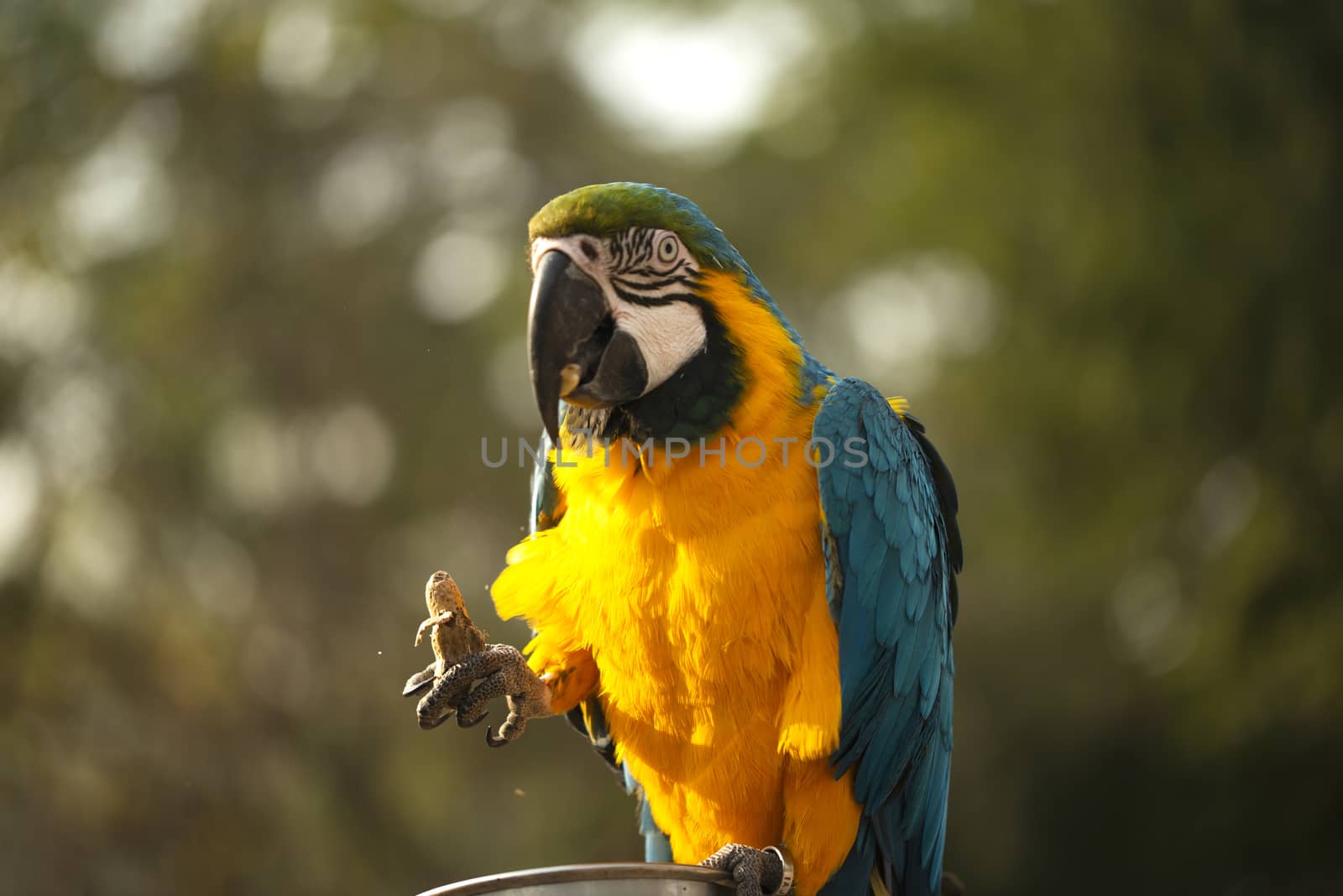 The blue and yellow macaw, Blue and gold macaw eating nut in zoo, It is a member of the large group of neotropical parrots