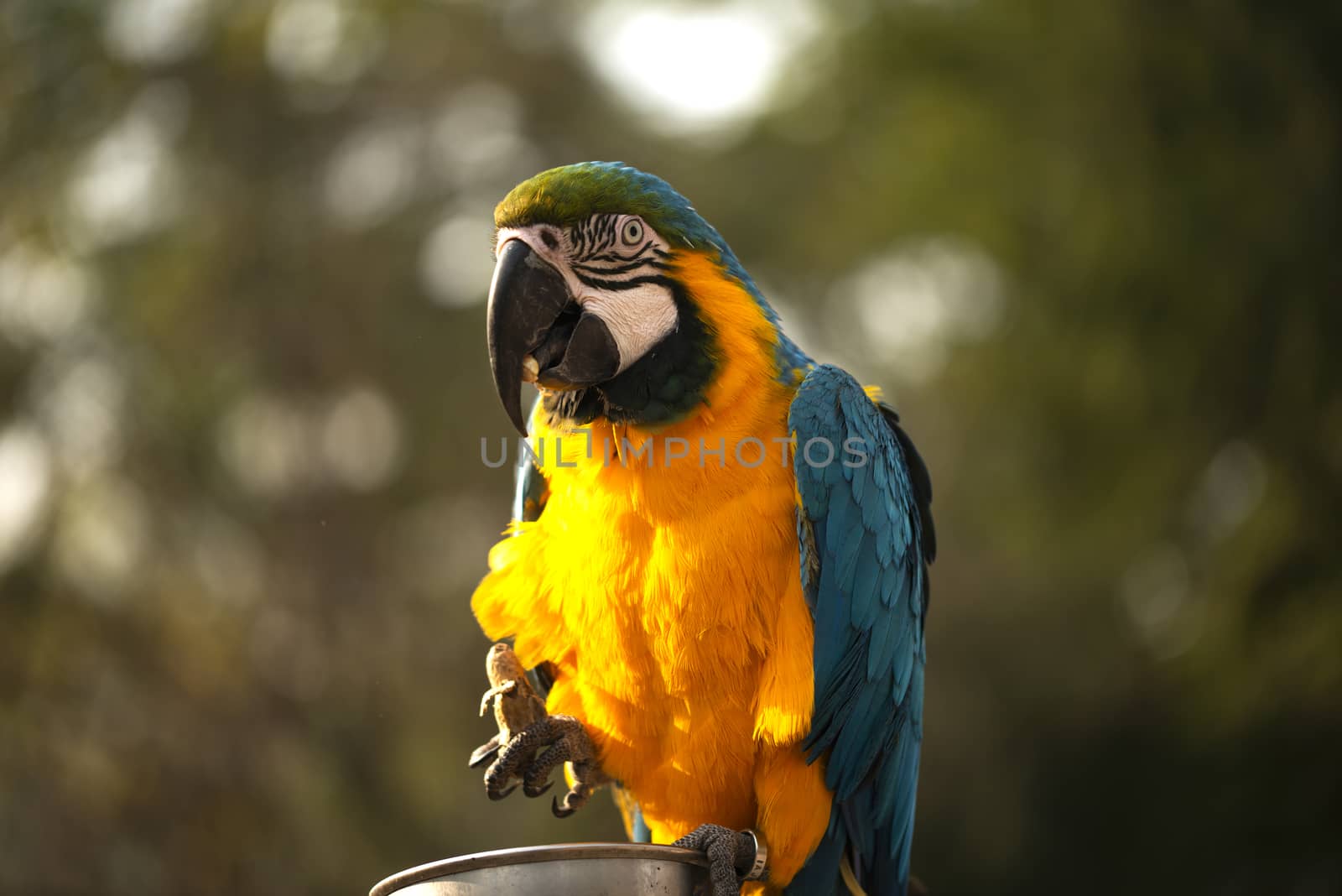 The blue and yellow macaw, Blue and gold macaw eating nut in zoo, It is a member of the large group of neotropical parrots by shaadjutt36