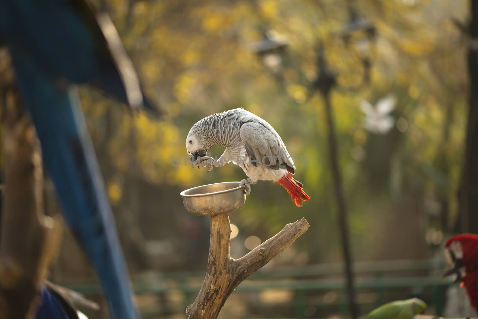 The grey parrot Psittacus holding and eating a nut in zoo by shaadjutt36