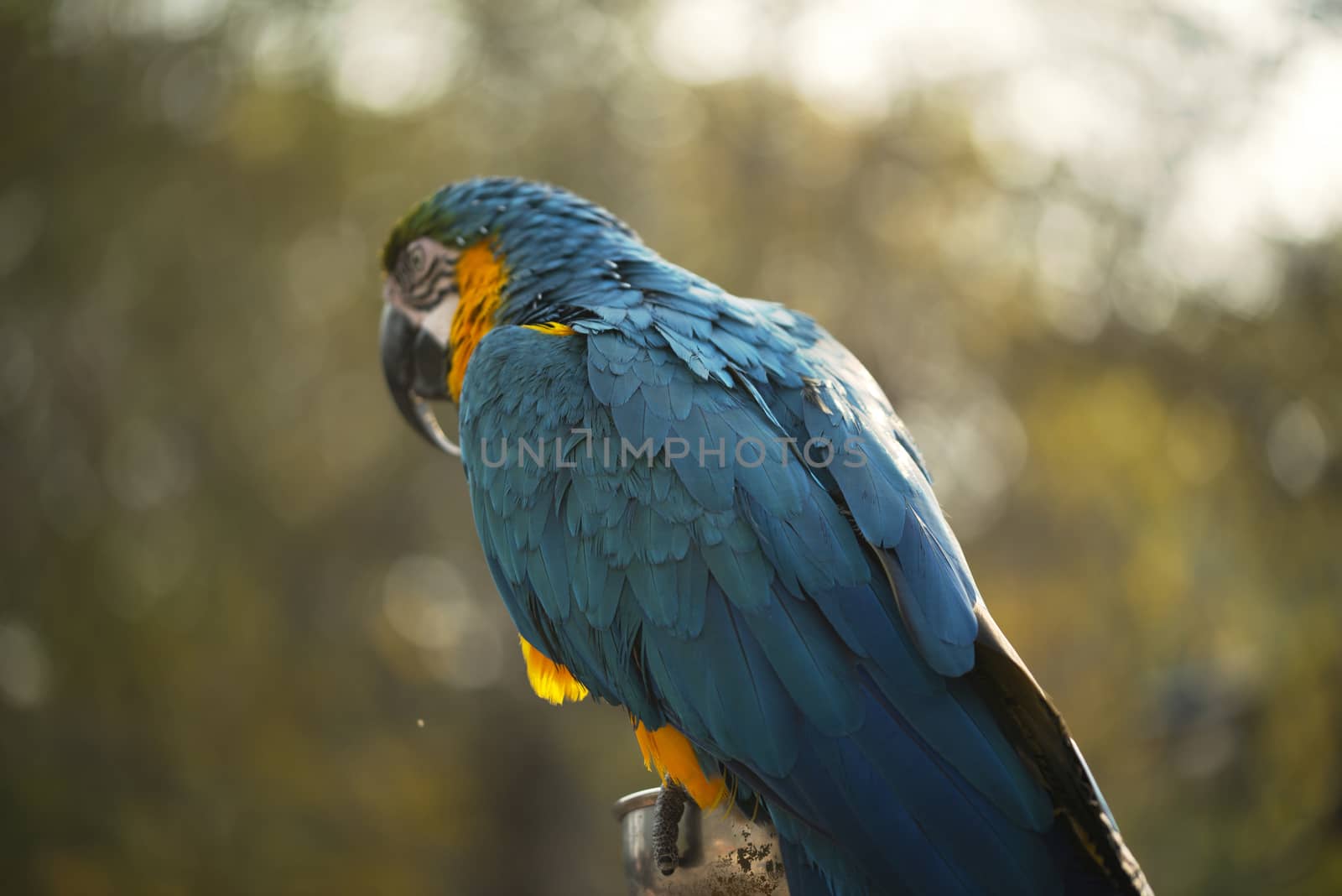 The blue and yellow macaw, Blue and gold macaw eating nut in zoo, It is a member of the large group of neotropical parrots by shaadjutt36