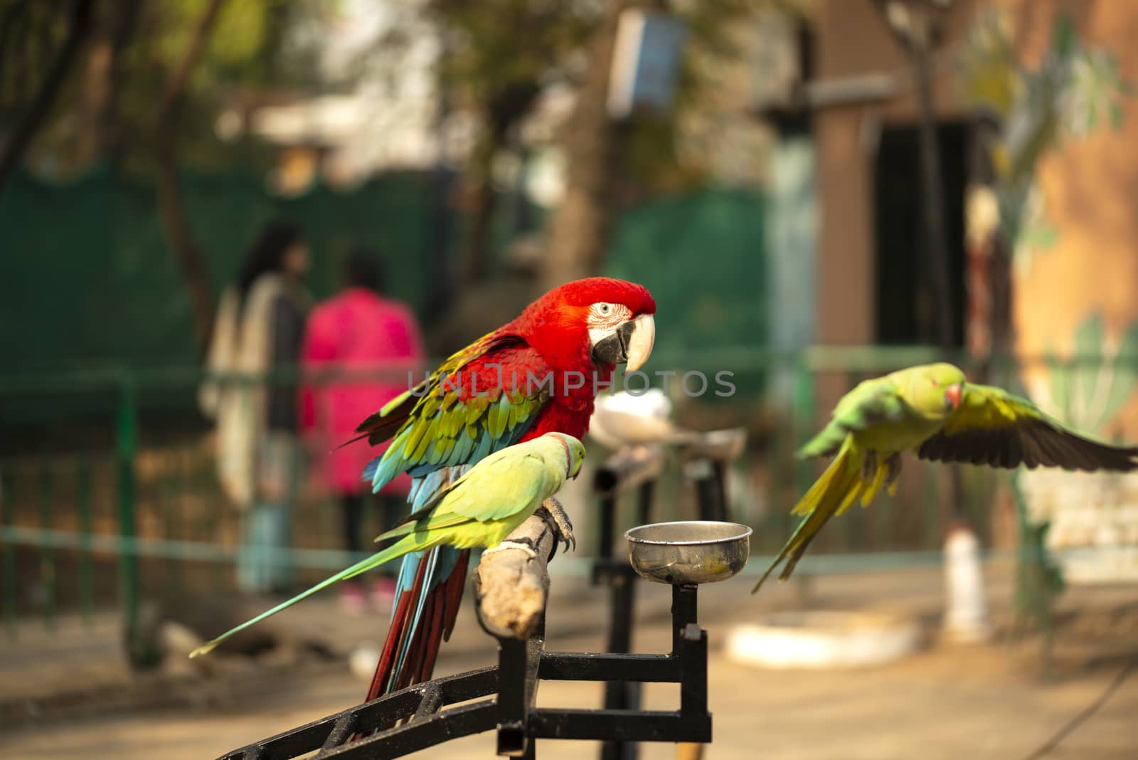 Portrait of colorful Scarlet Macaw parrot with green parrot in zoo eating nuts by shaadjutt36