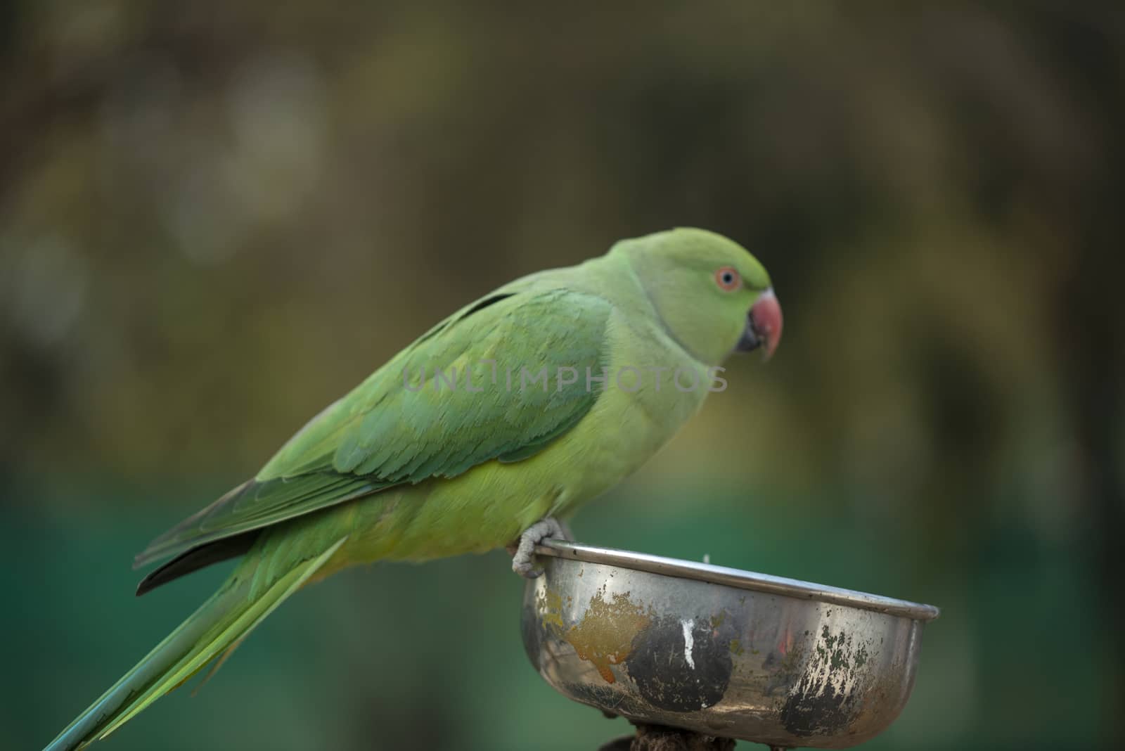 Green parrot, Green Macaw Parrot eating nuts in zoo by shaadjutt36