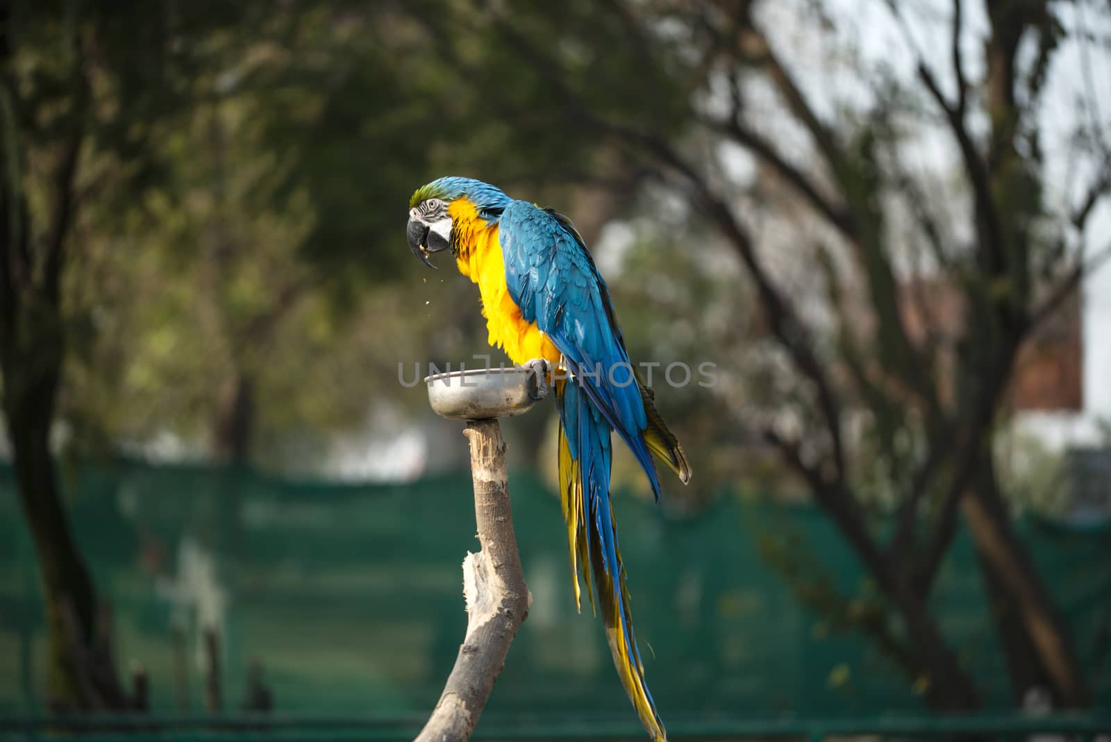 The blue and yellow macaw, Blue and gold macaw eating nut in zoo, It is a member of the large group of neotropical parrots