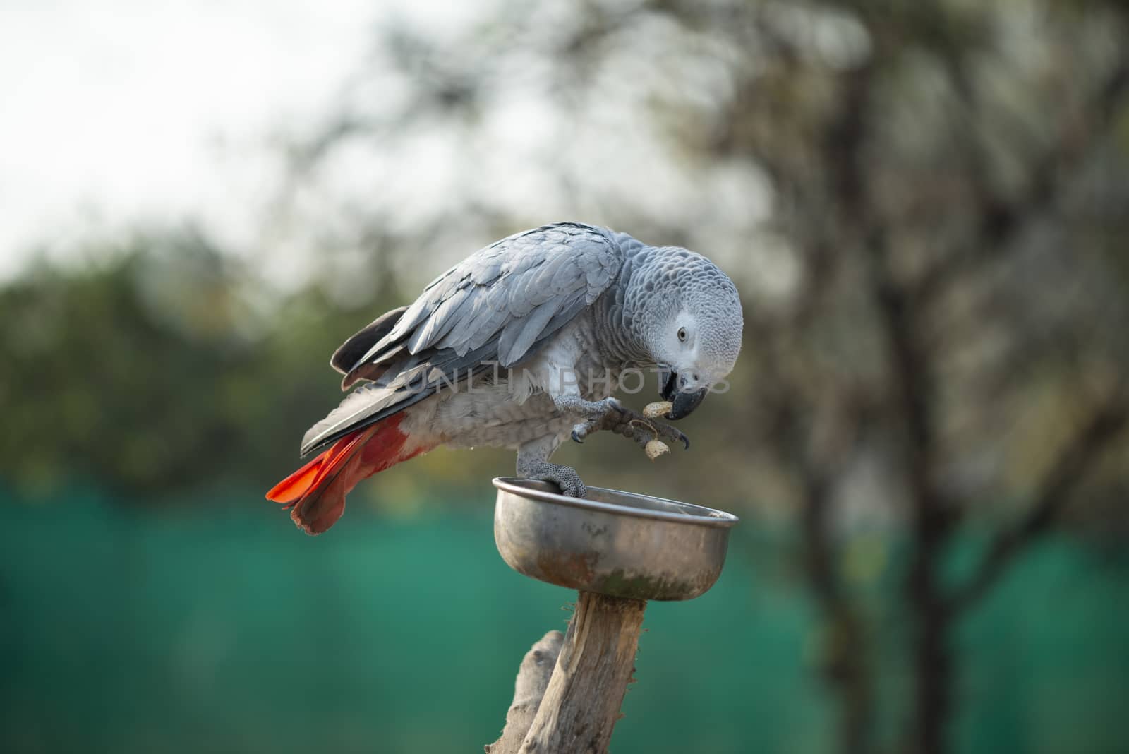 The grey parrot Psittacus holding and eating a nut in zoo by shaadjutt36