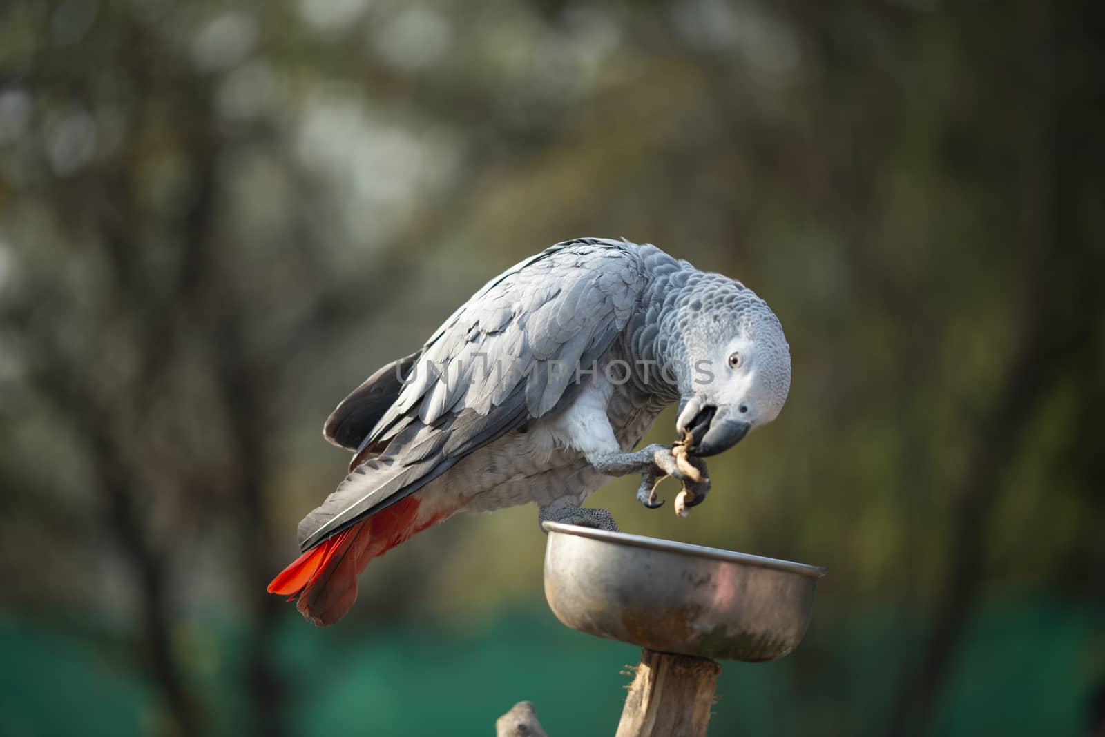 The grey parrot Psittacus holding and eating a nut in zoo by shaadjutt36