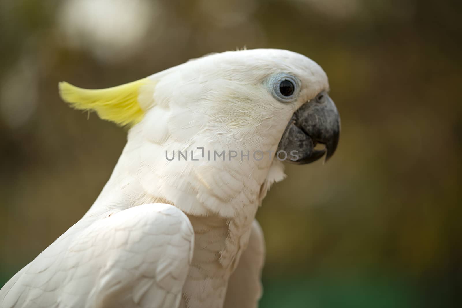 Portrait of cockatoo parrot, Yellow-crested cockatoo white parrot head close-up by shaadjutt36