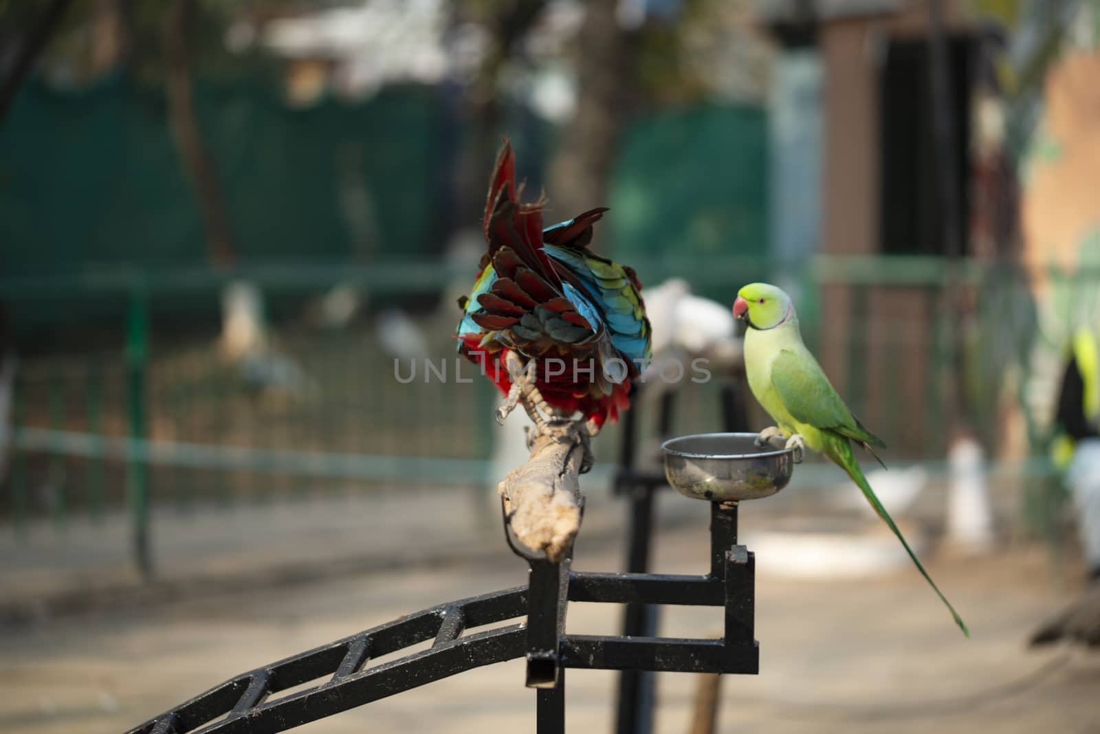 Portrait of colorful Scarlet Macaw parrot with green parrot in zoo eating nuts by shaadjutt36