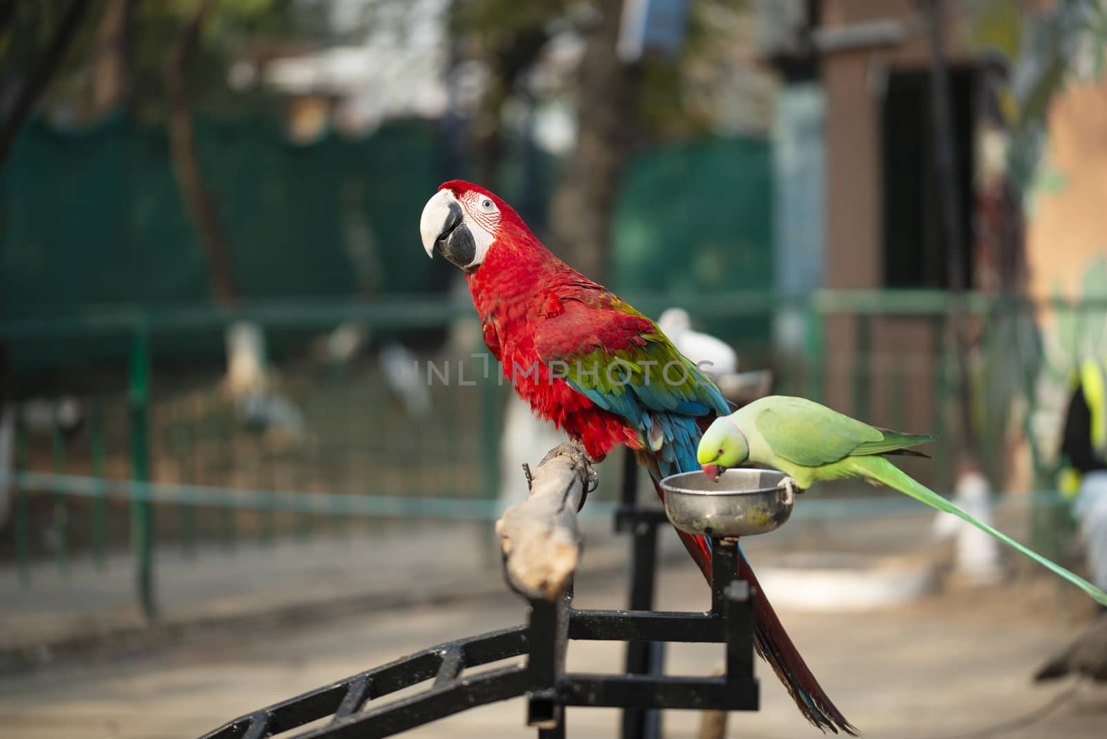 Portrait of colorful Scarlet Macaw parrot with green parrot in zoo eating nuts by shaadjutt36