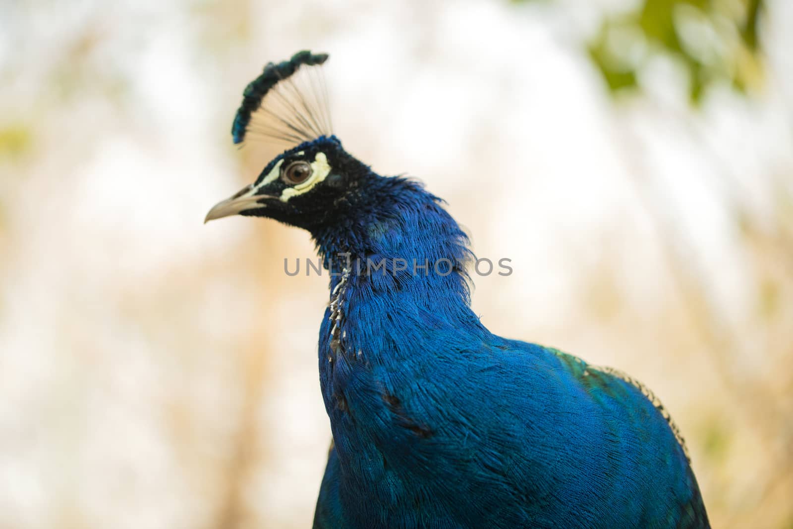 Portrait of beautiful peacock with feathers, Peacock - peafowl posing for tourists Islamabad Zoo by shaadjutt36