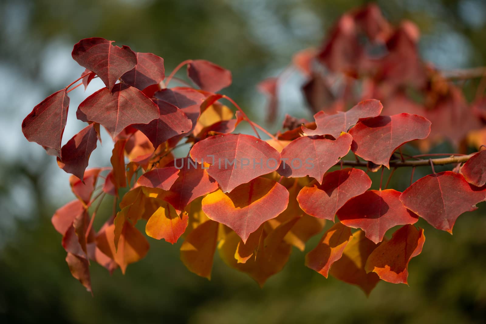 Season of beautiful autumn leaves