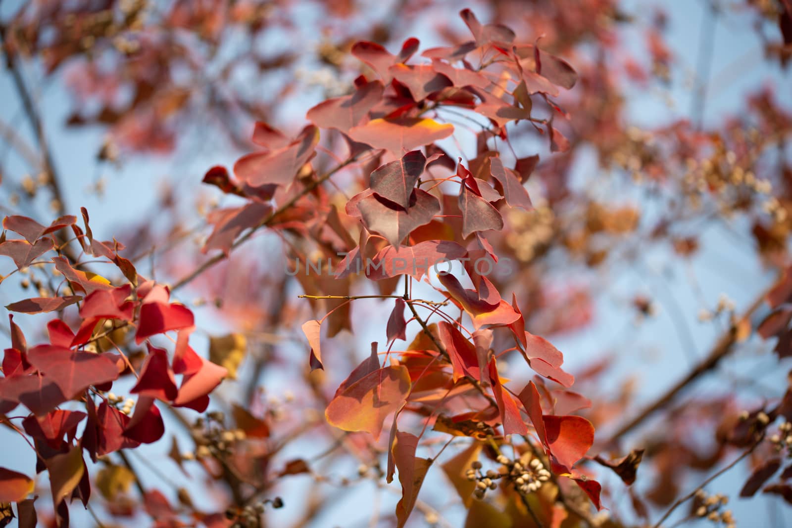 Season of beautiful autumn leaves