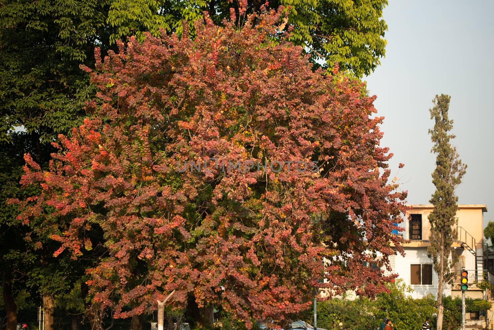 Tree in the fall season on the road in Islamabad, Pakistan by shaadjutt36