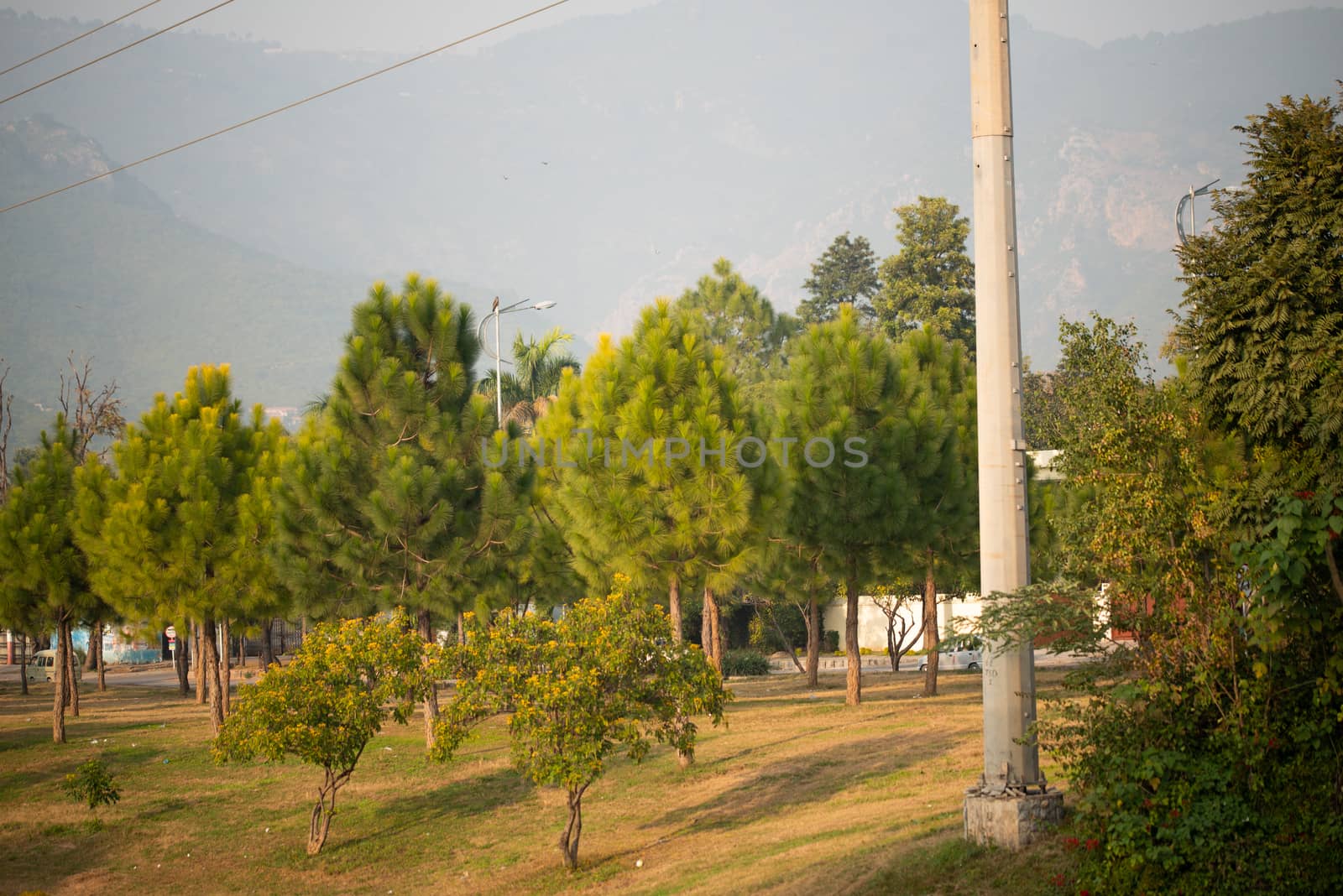 Forest of green pine trees on mountainside.