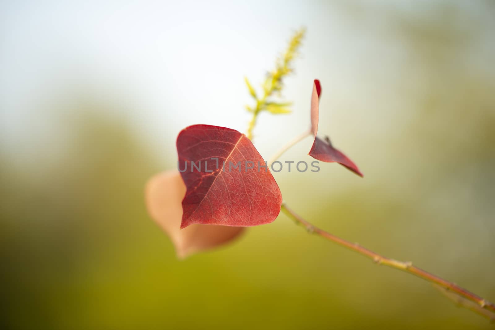 Season of beautiful autumn leaves by shaadjutt36