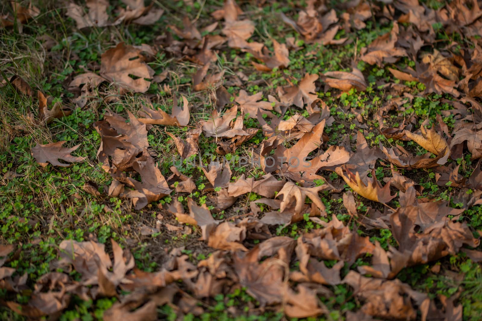 Season of beautiful autumn leaves by shaadjutt36