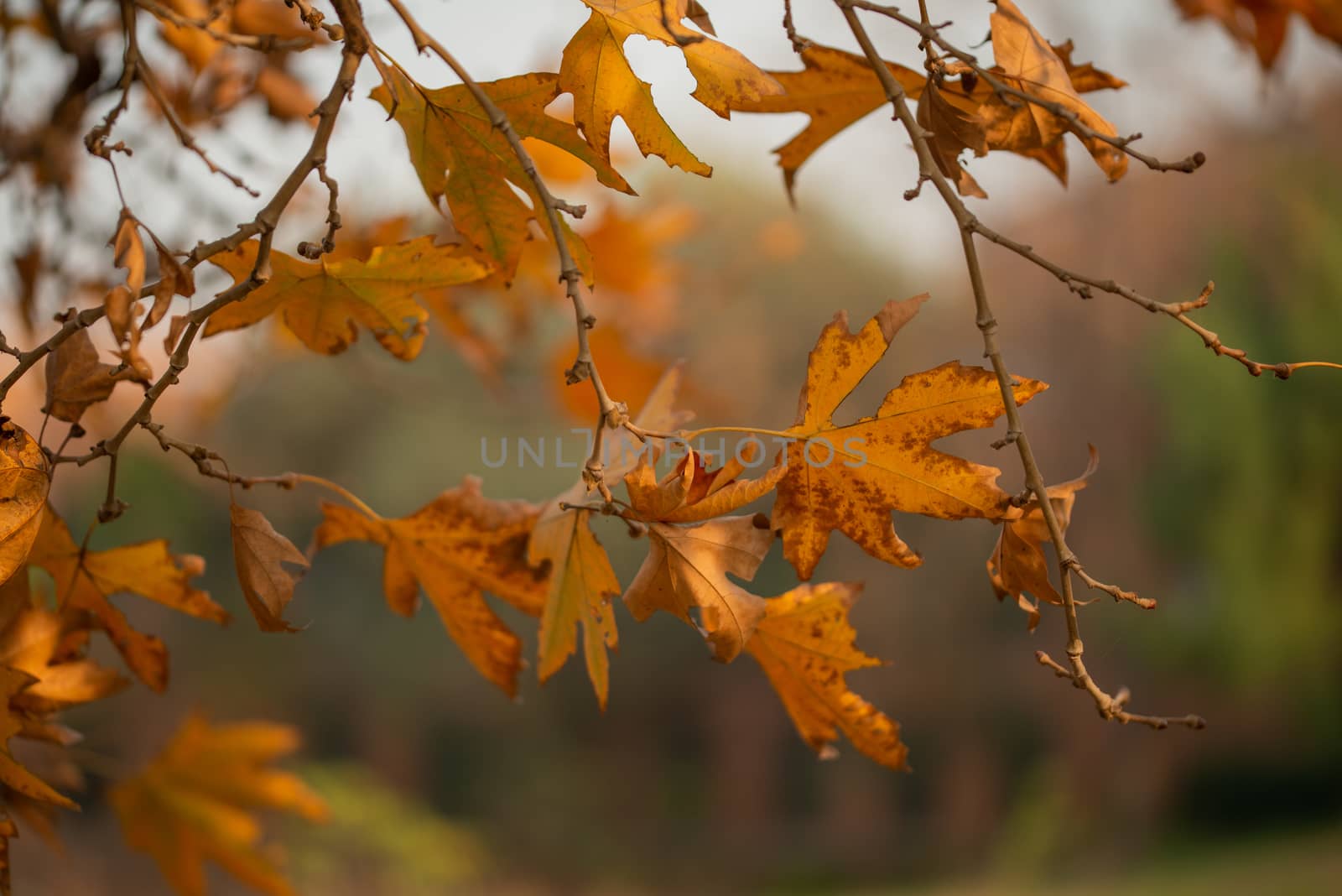 Season of beautiful autumn leaves by shaadjutt36