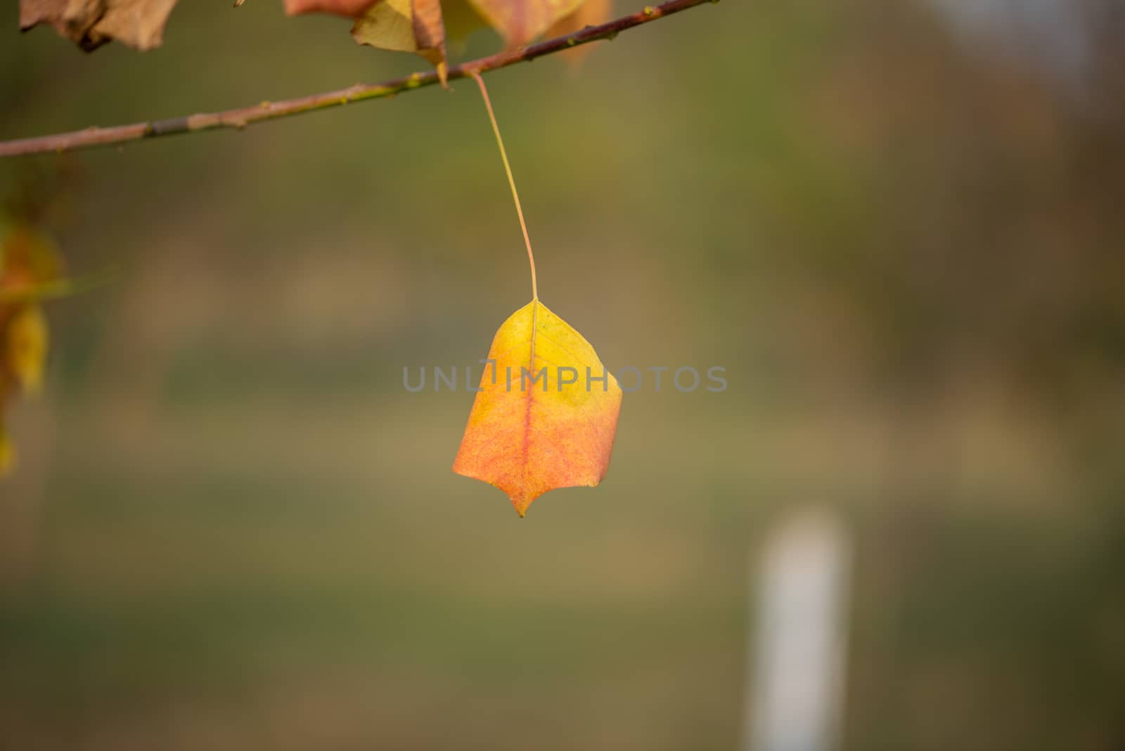 Season of beautiful autumn leaves by shaadjutt36