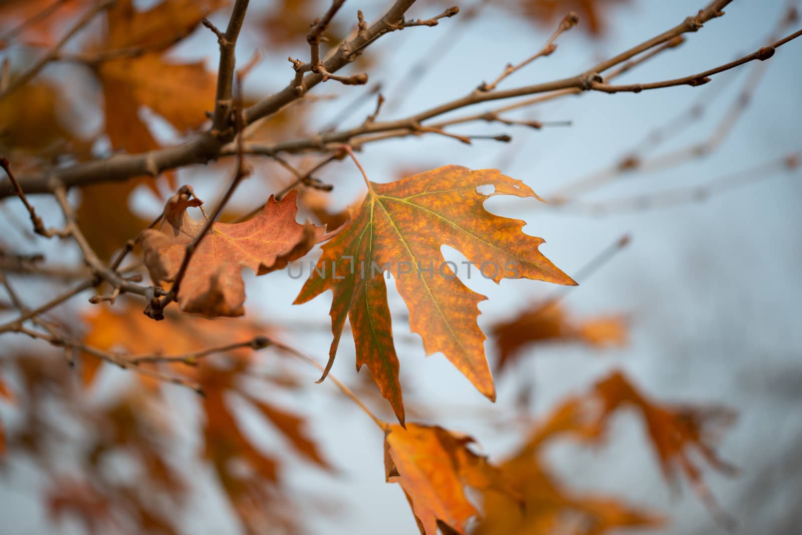 Season of beautiful autumn leaves by shaadjutt36