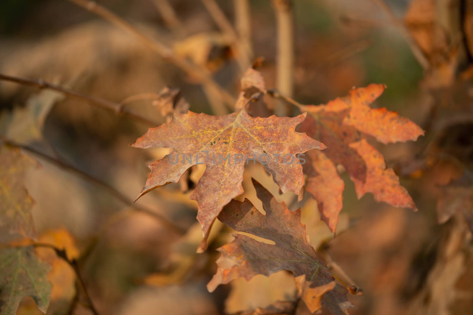 Season of beautiful autumn leaves by shaadjutt36