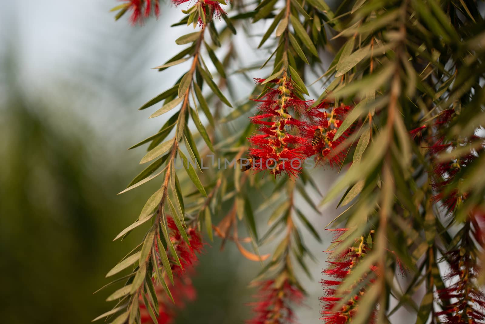 Flower Callistemon on background bokeh, Bottlebrushes