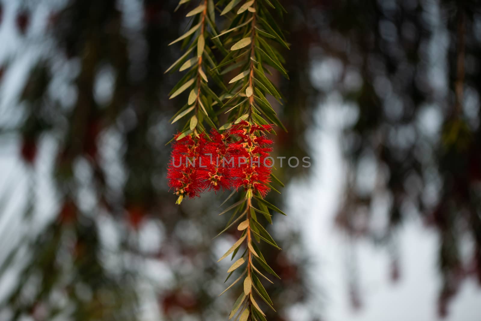 Flower Callistemon on background bokeh, Bottlebrushes