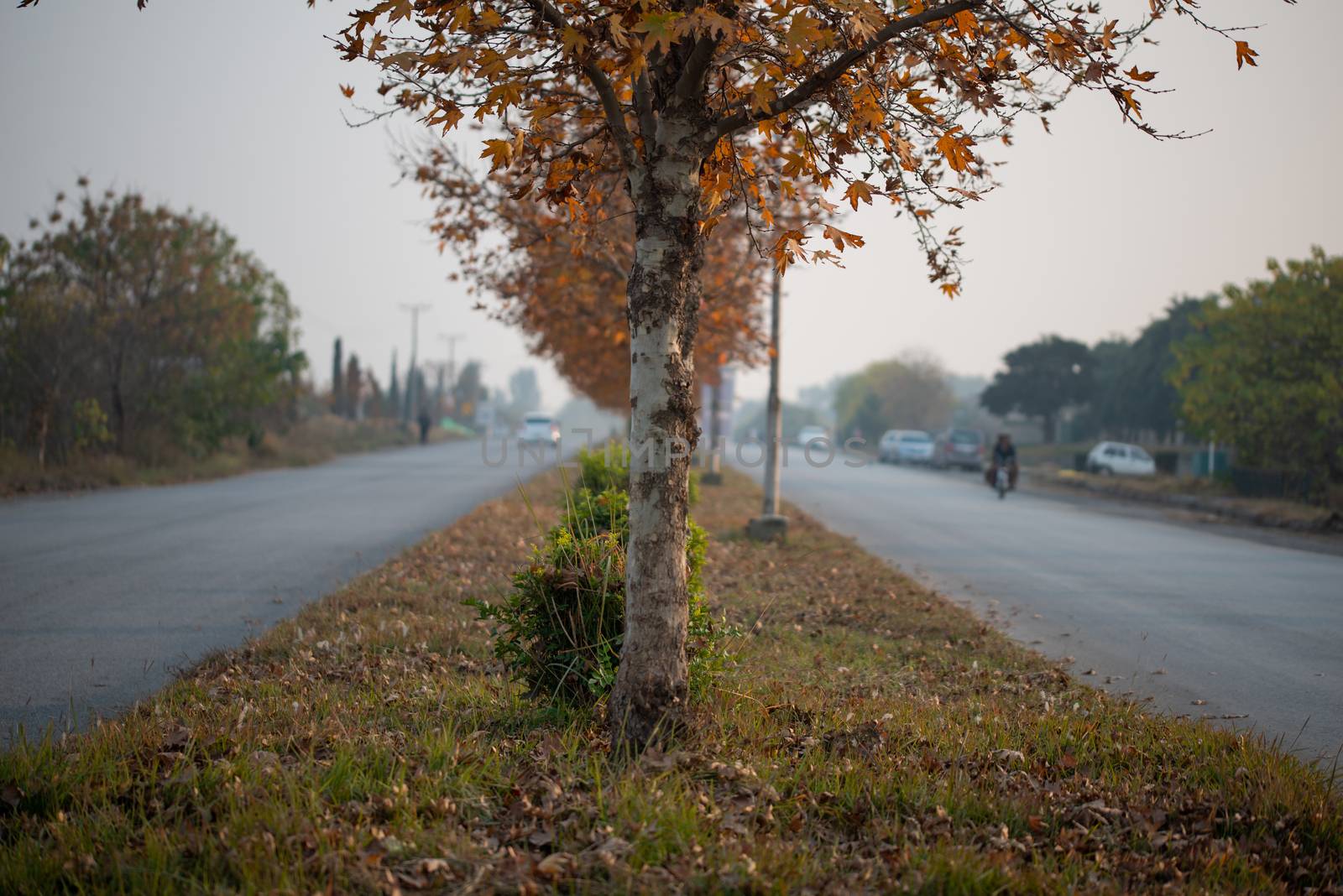 Trees on the green belt of the road in islamabad, Fall season in Islamabad. by shaadjutt36