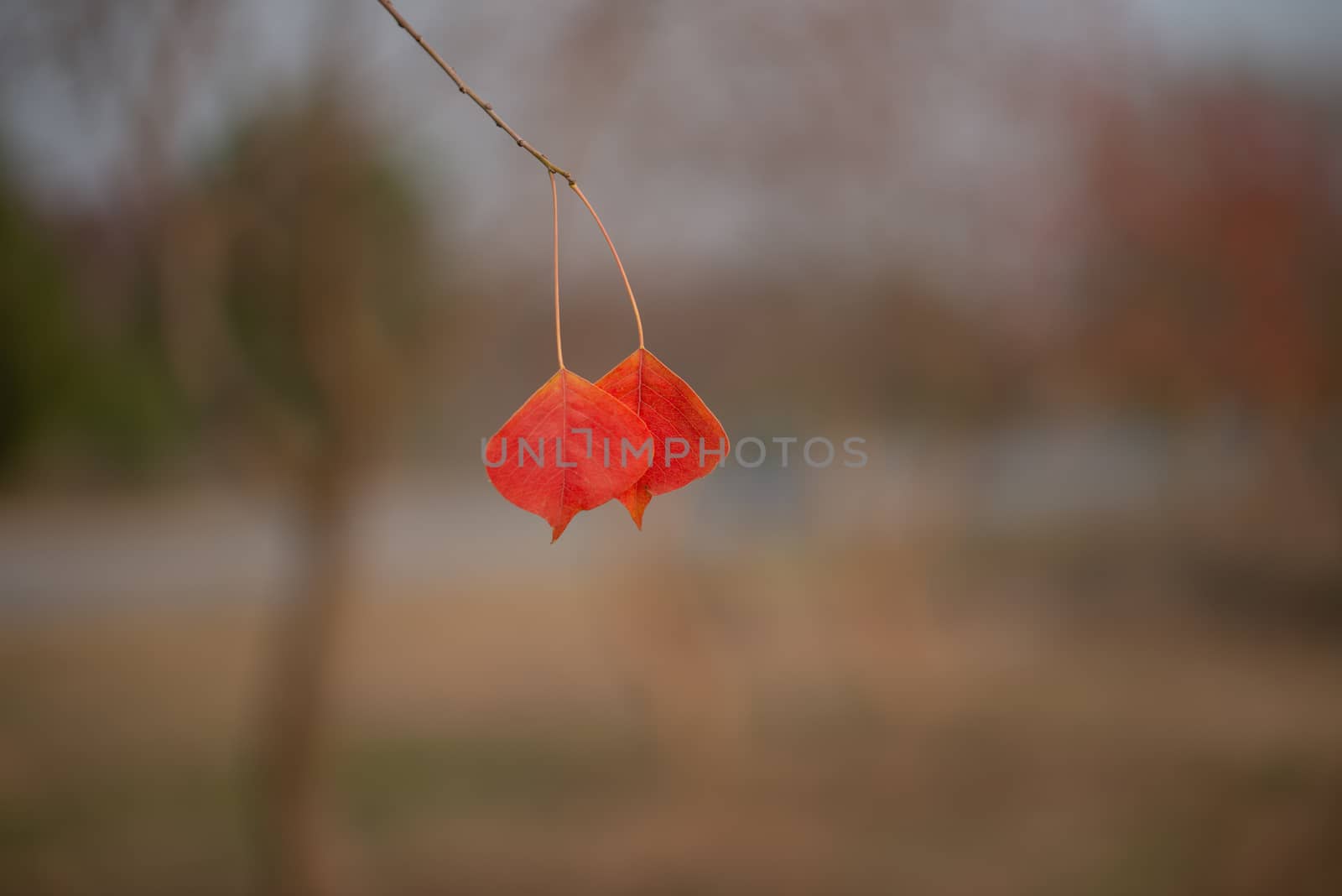 Season of beautiful autumn leaves