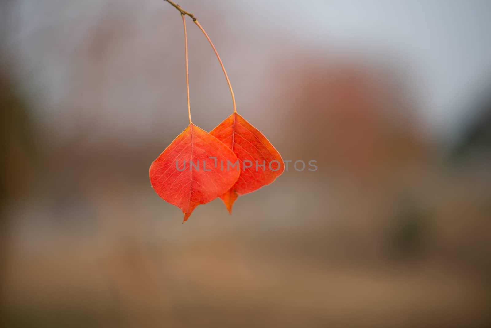 Season of beautiful autumn leaves by shaadjutt36