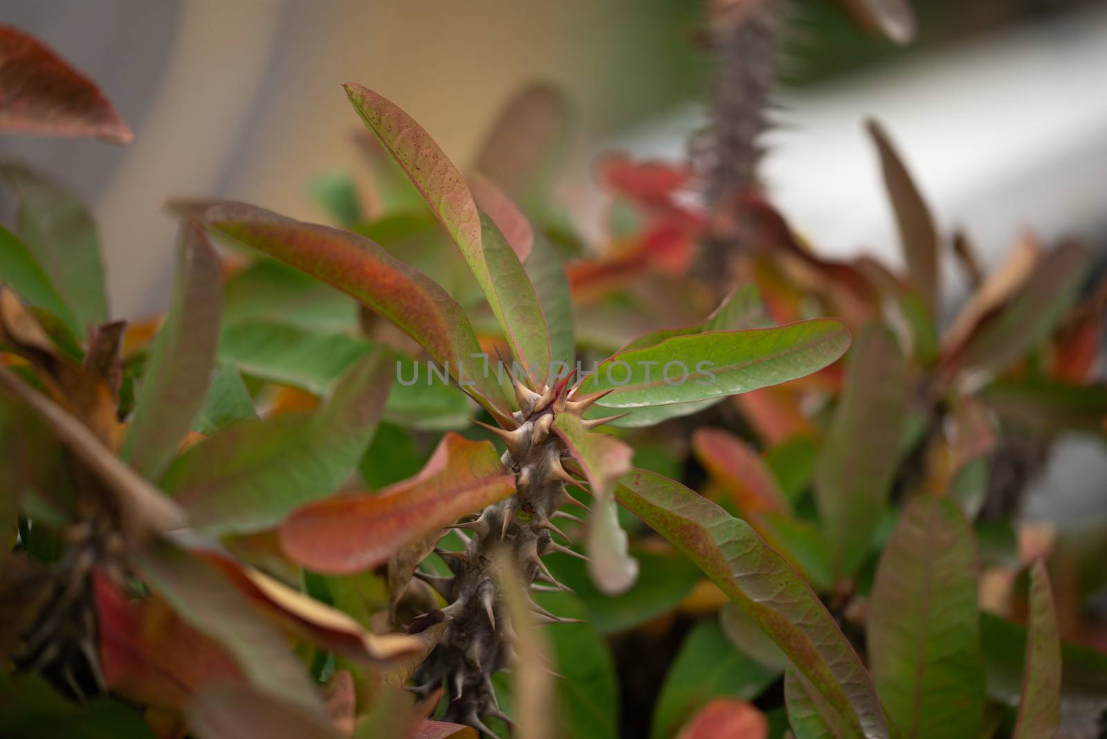 Euphorbia plant is grown in the garden, Thorny stems of plants by shaadjutt36