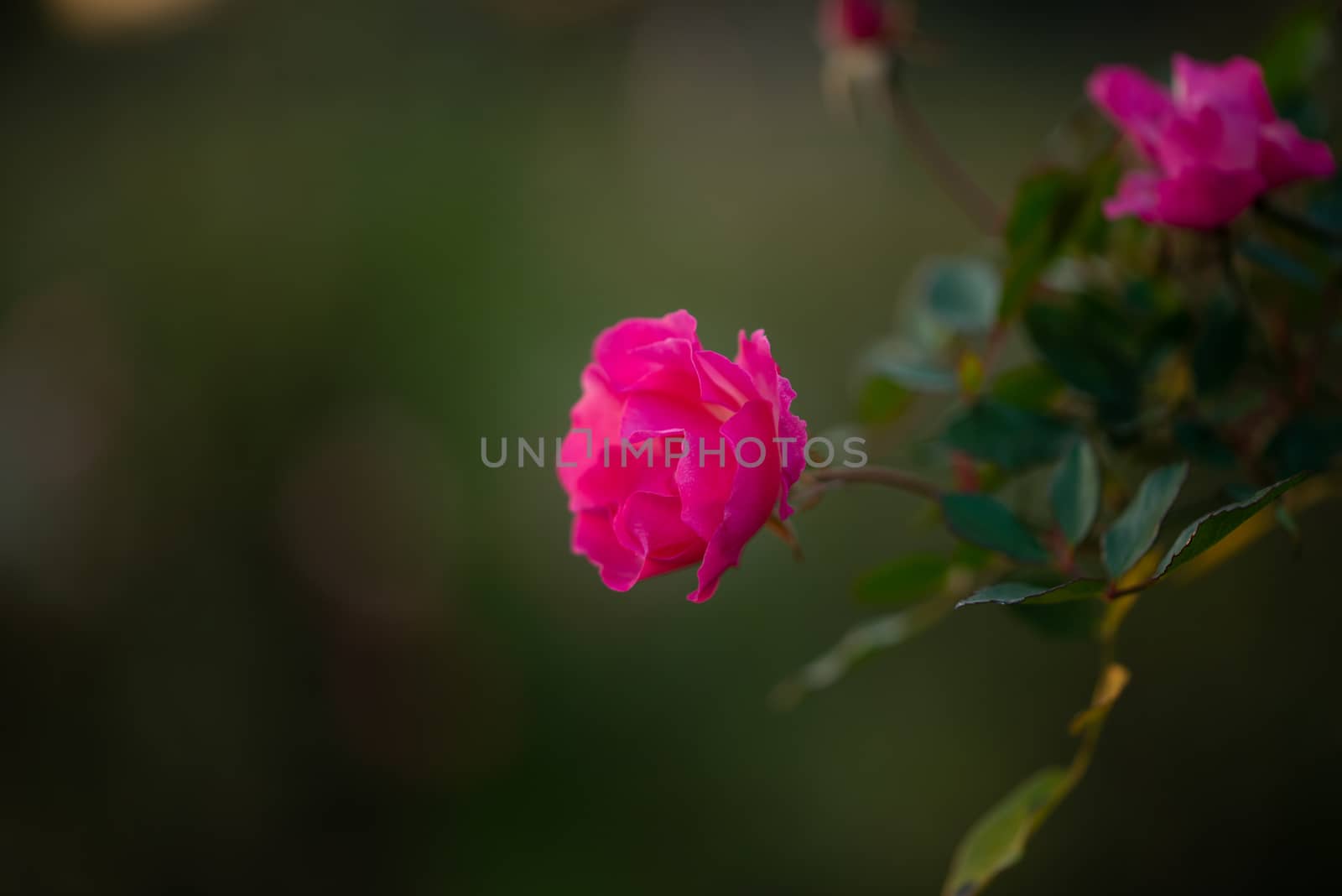 Colorful, beautiful, delicate pink rose in the garden, Beautiful pink roses garden in Islamabad city, Pakistan.